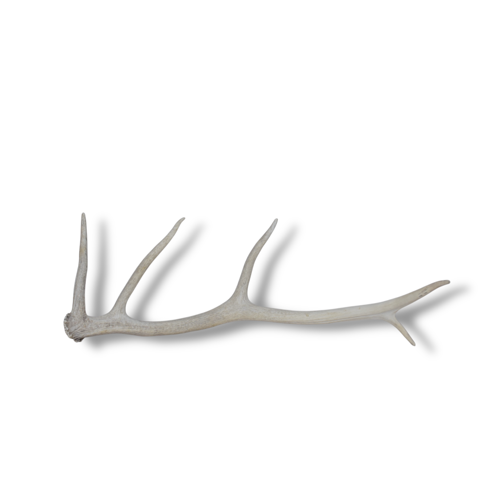 Elk Antler | Small Size | 70