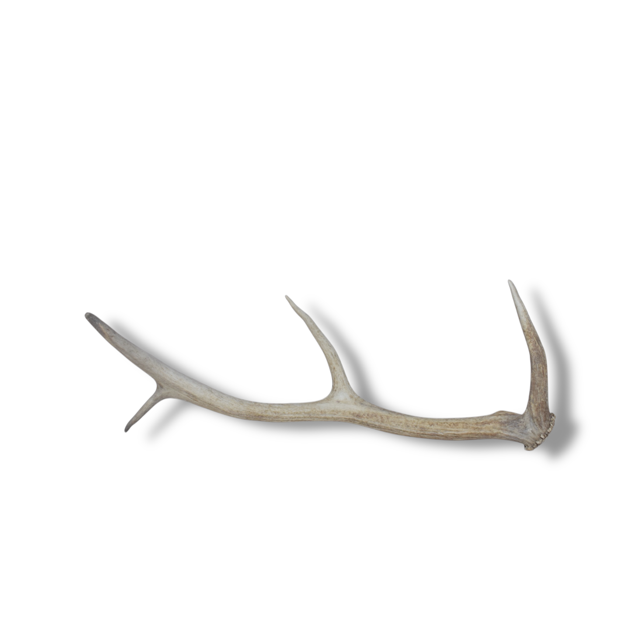 Elk Antler | Small Size | 64