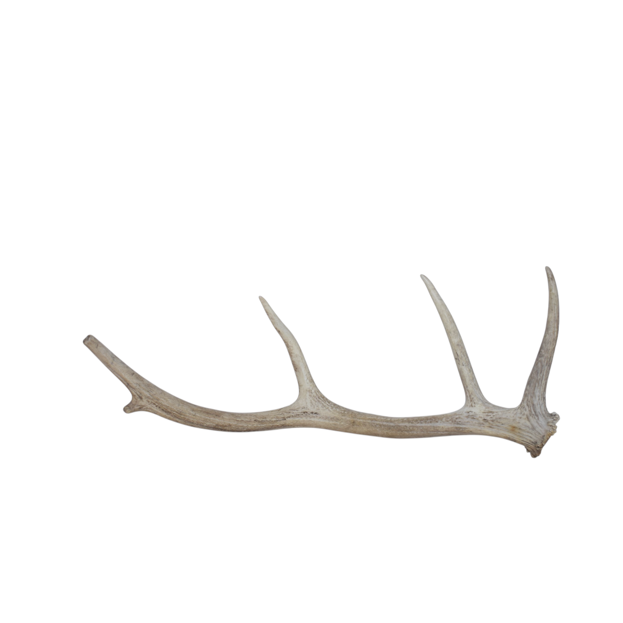 Elk Antler | Small Size | 71
