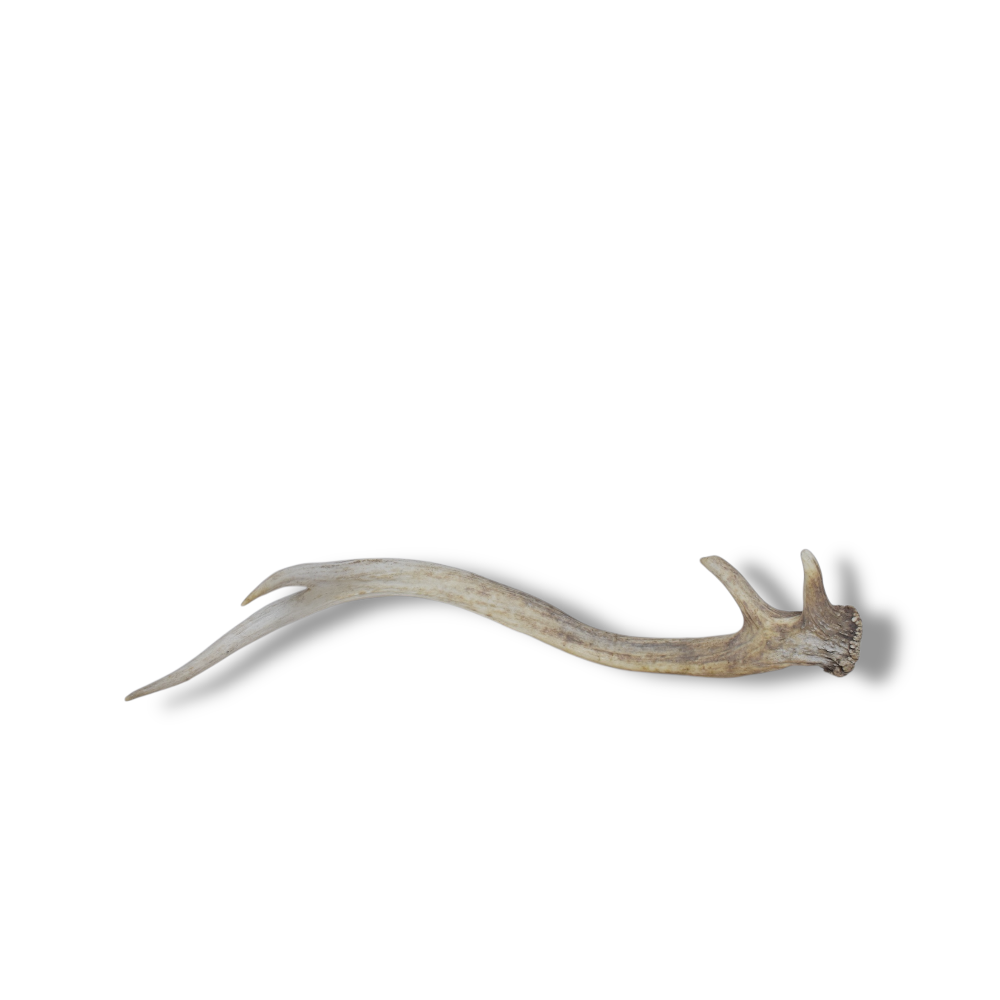 Elk Antler | Small Size | 74