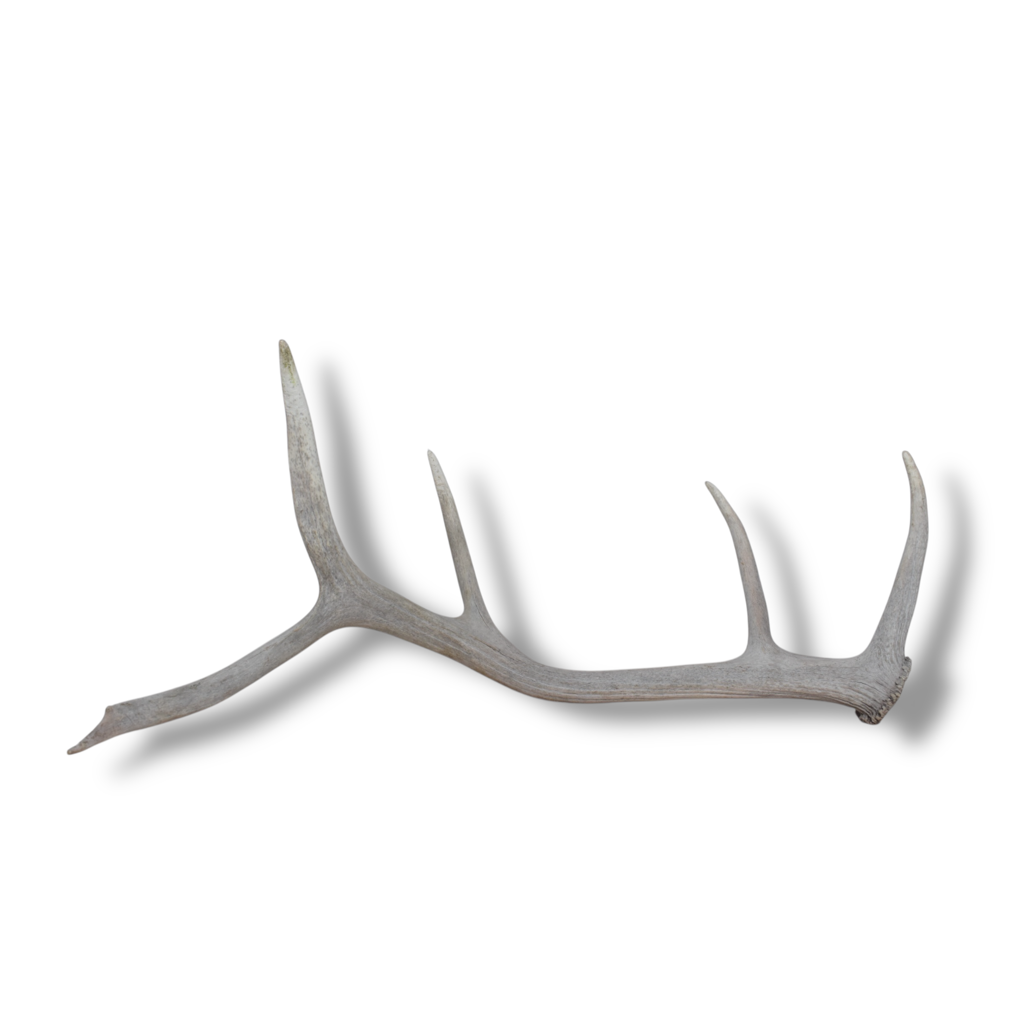 Elk Antler | 76