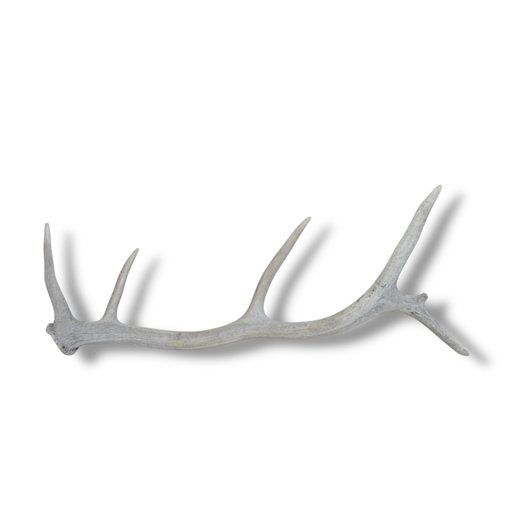 Elk Antler | Small Size | 83