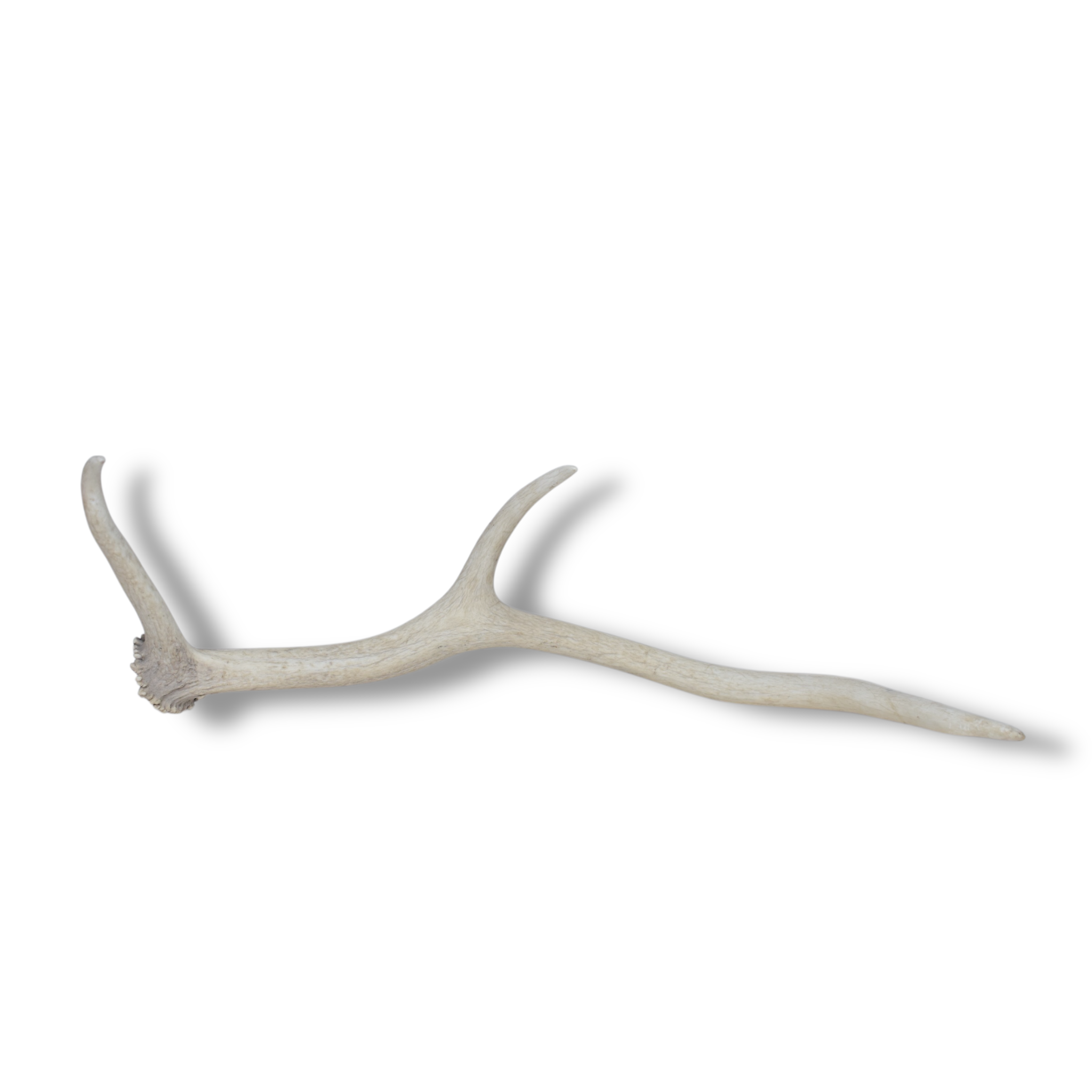 Elk Antler | Small Size | 66