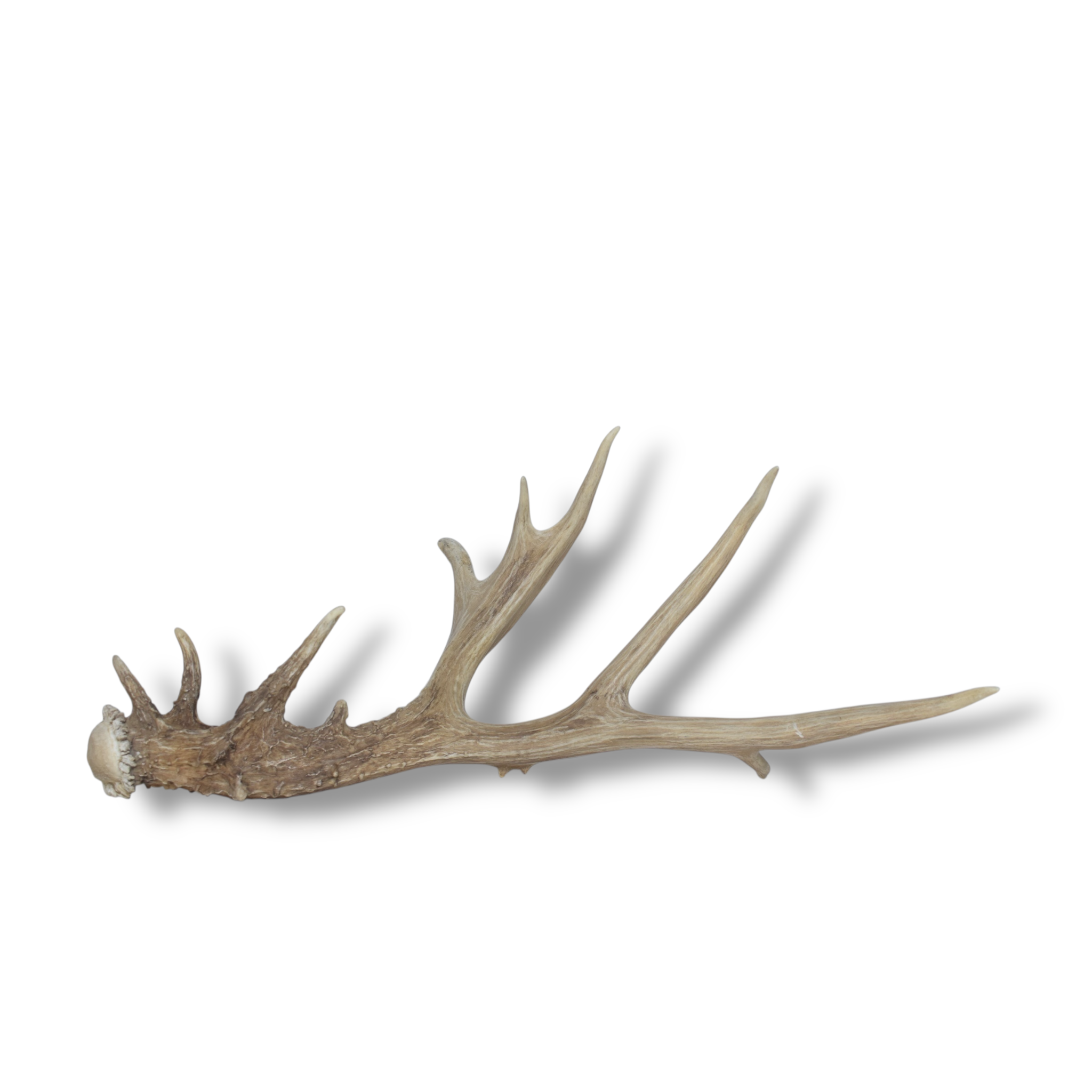 Mule Deer Antler | 54