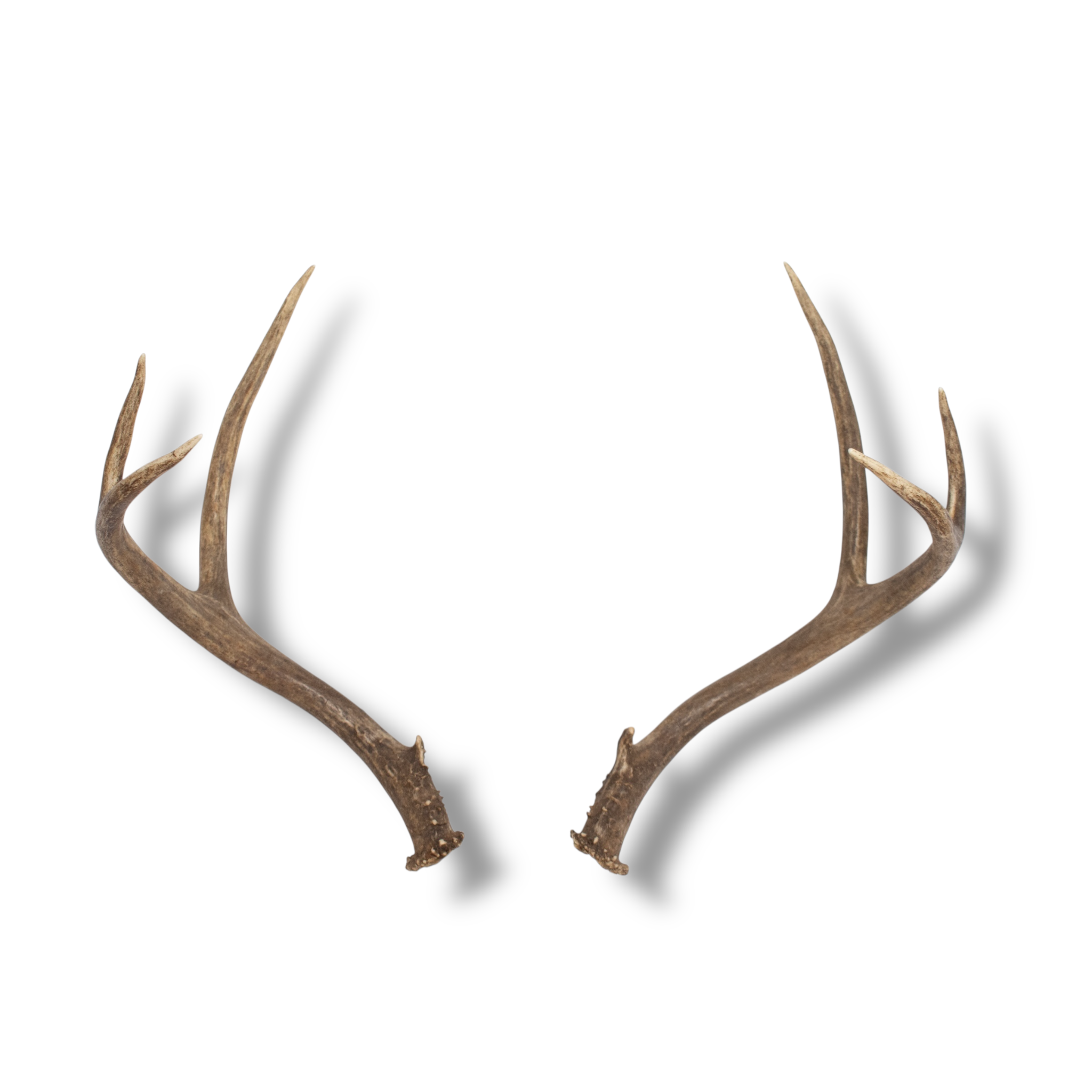Mule Deer Small | Made-to-Order | 04