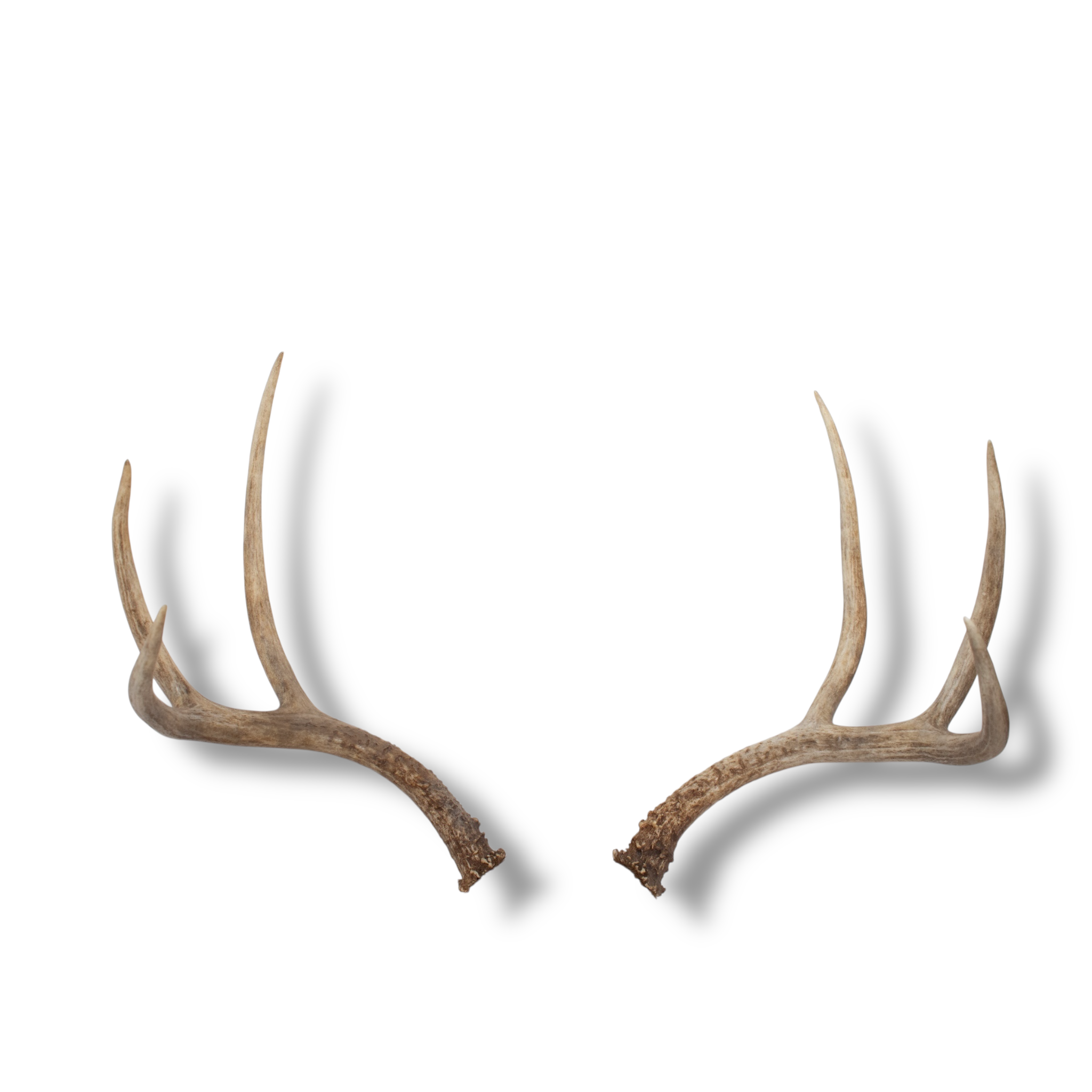 Mule Deer Medium | Made-to-Order | 08