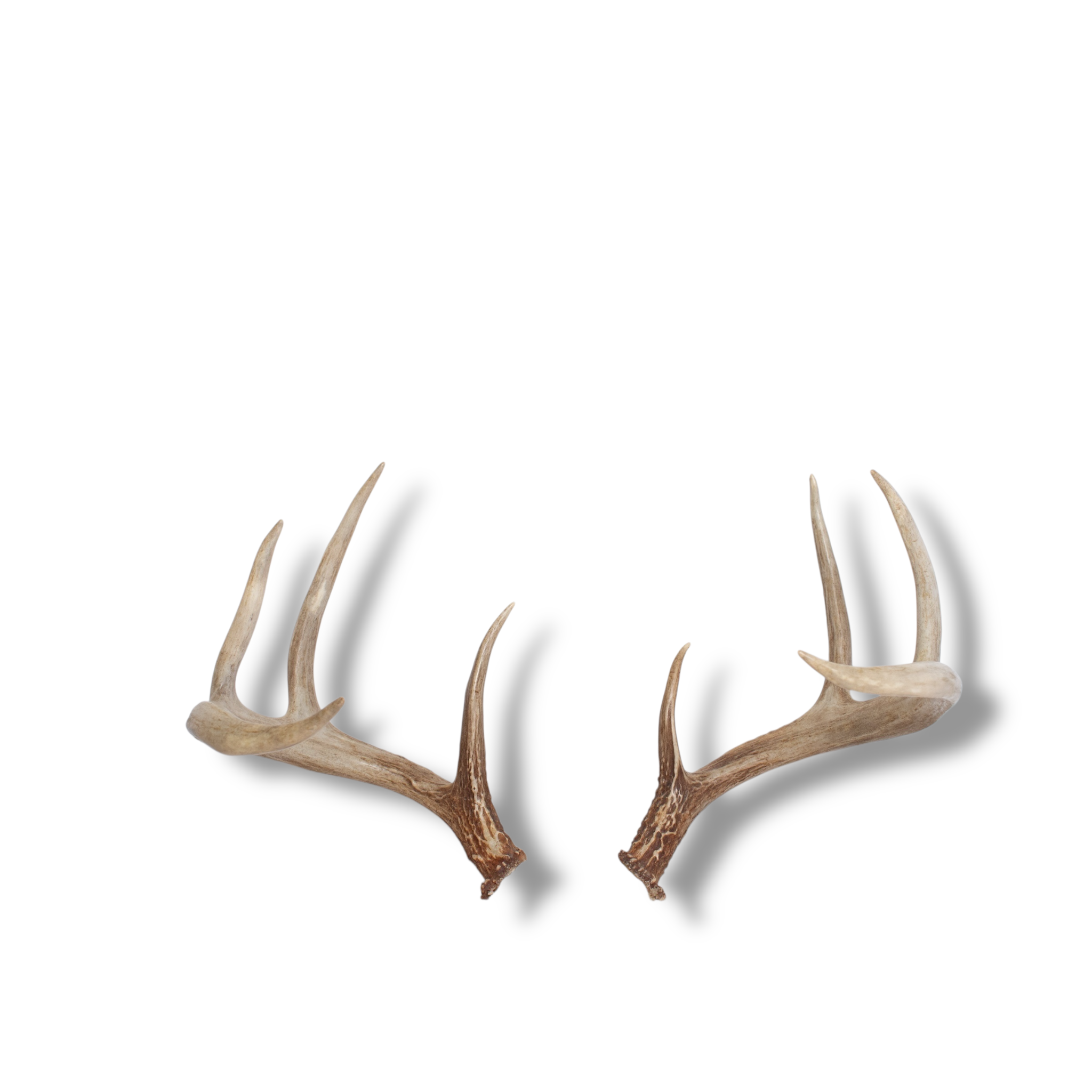 Whitetail Deer Medium | Made-to-Order | 09