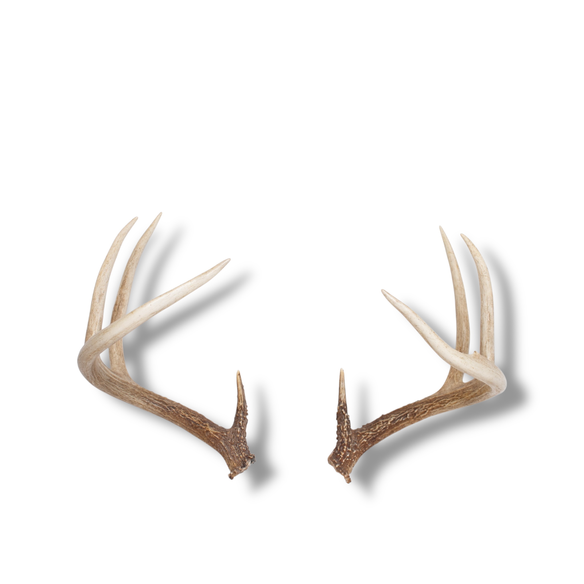 Whitetail Deer Large | Made-to-Order | 10