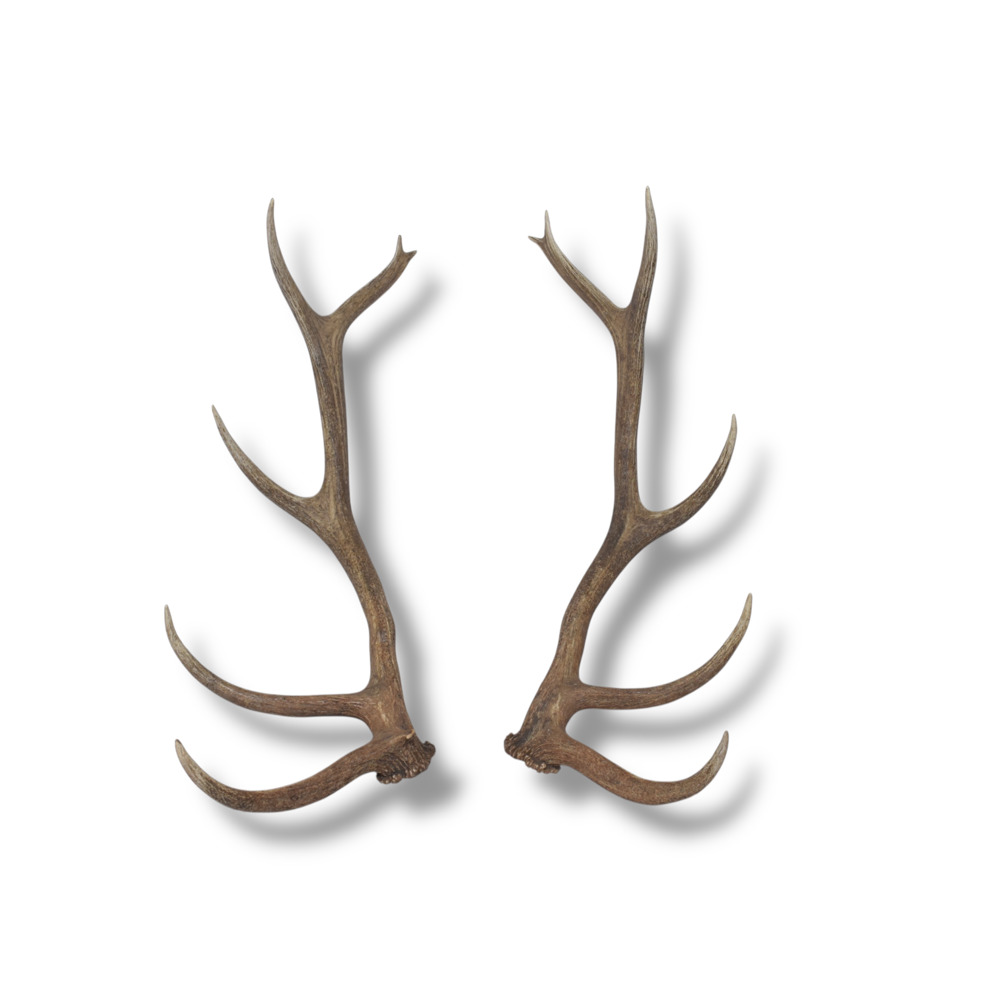Elk Antler Set | 97