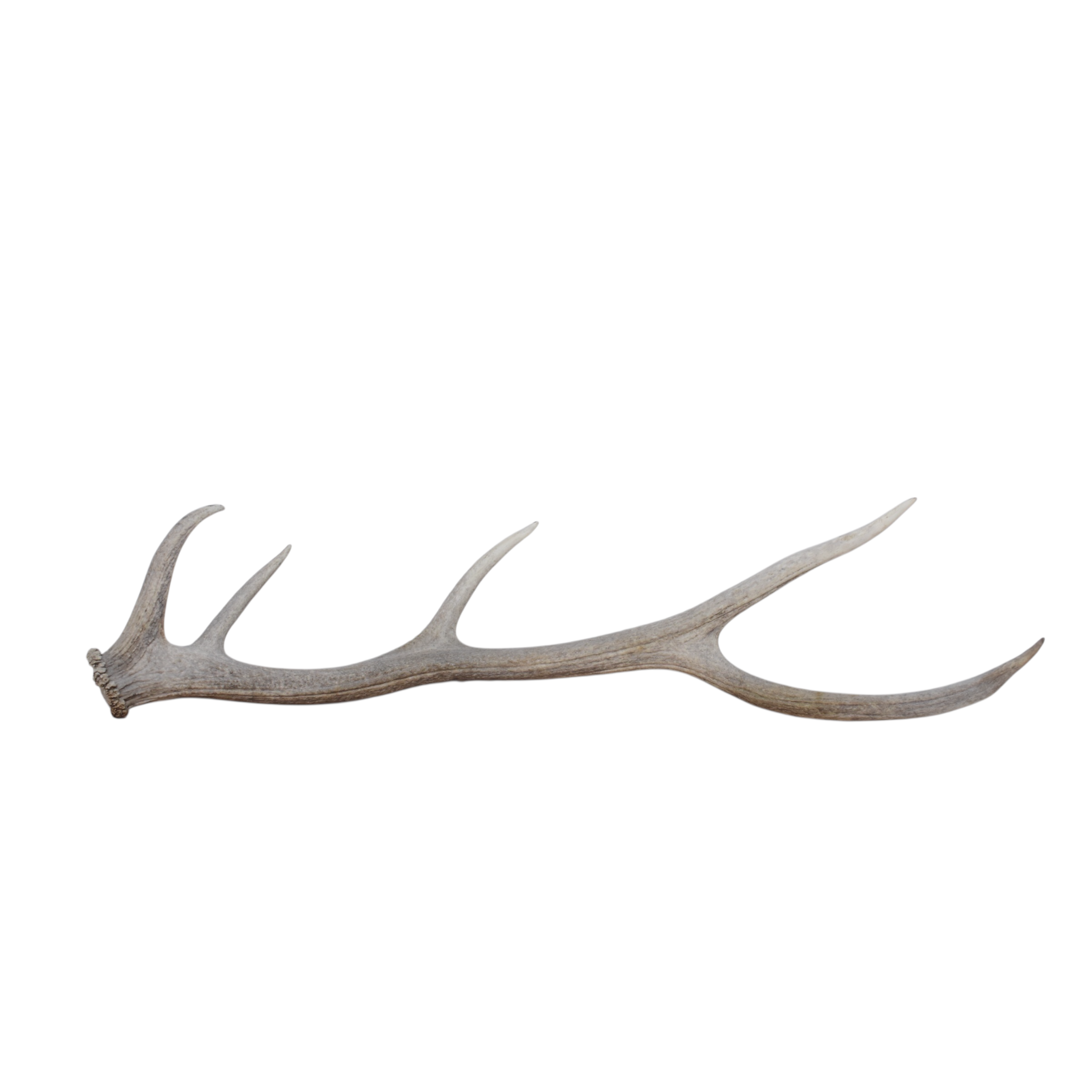 Elk Antler | Medium Size | 99