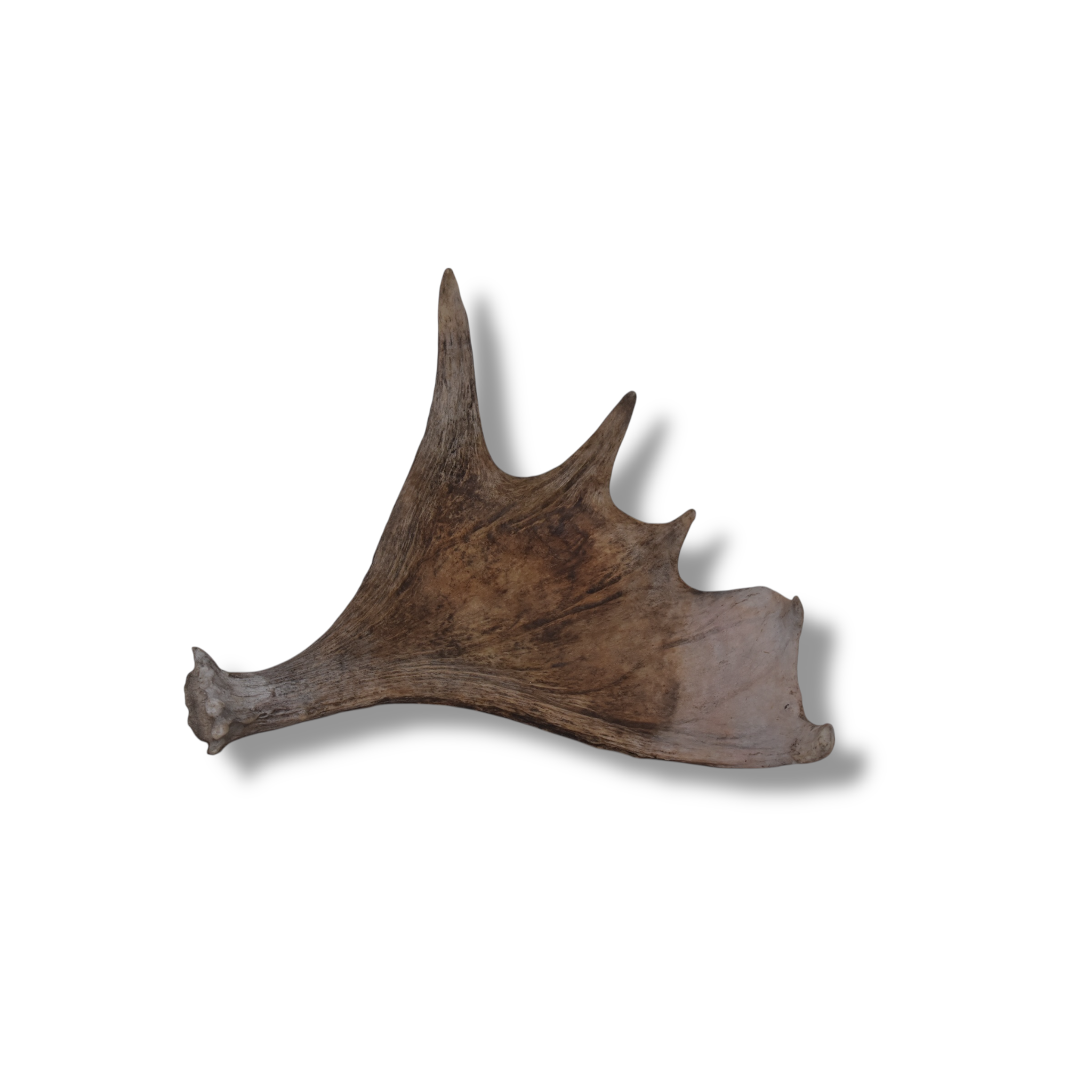 Moose Antler | 06 | SOLD OUT