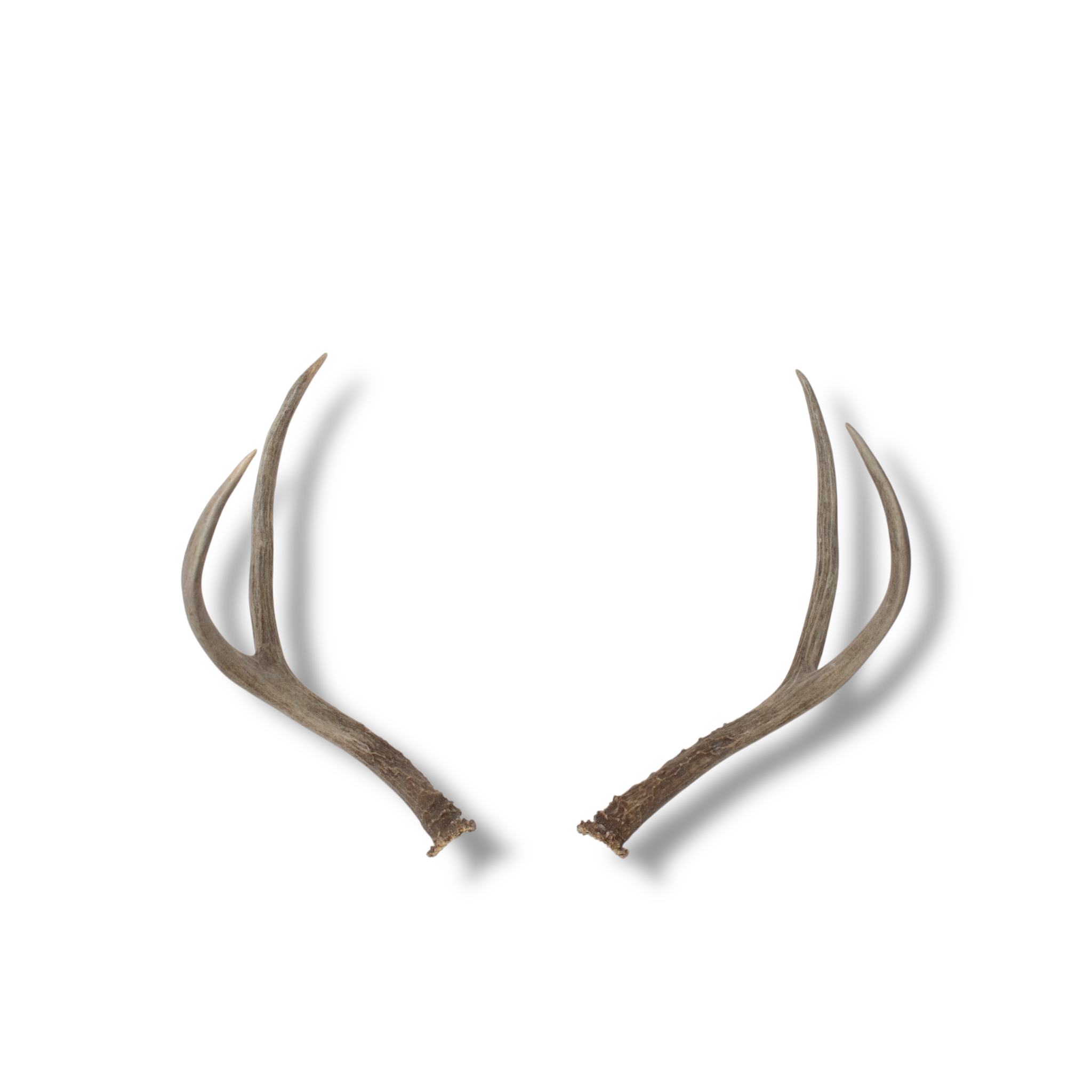 Mule Deer Small | Made-to-Order | 13
