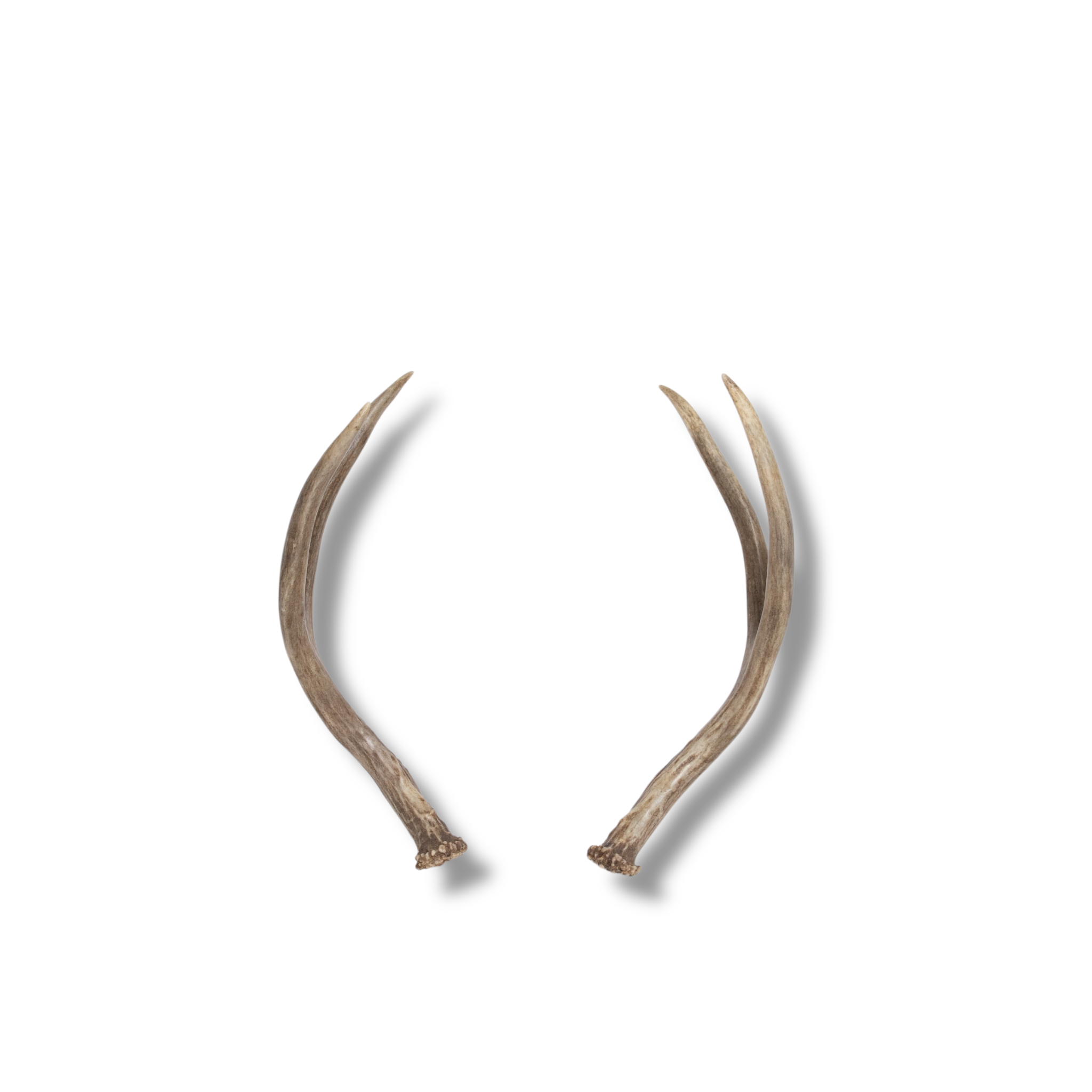 Mule Deer Mini | Made to Order | 14