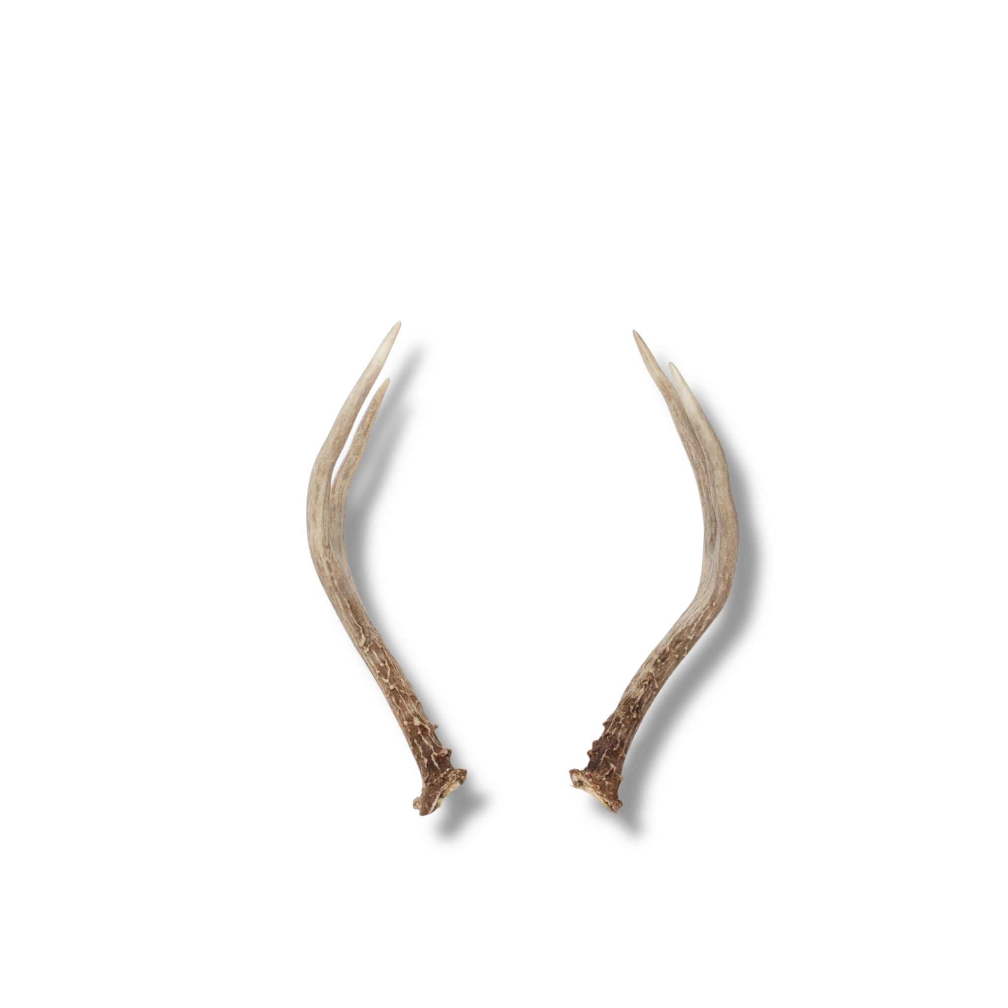 Mule Deer Mini | Made to Order | 15