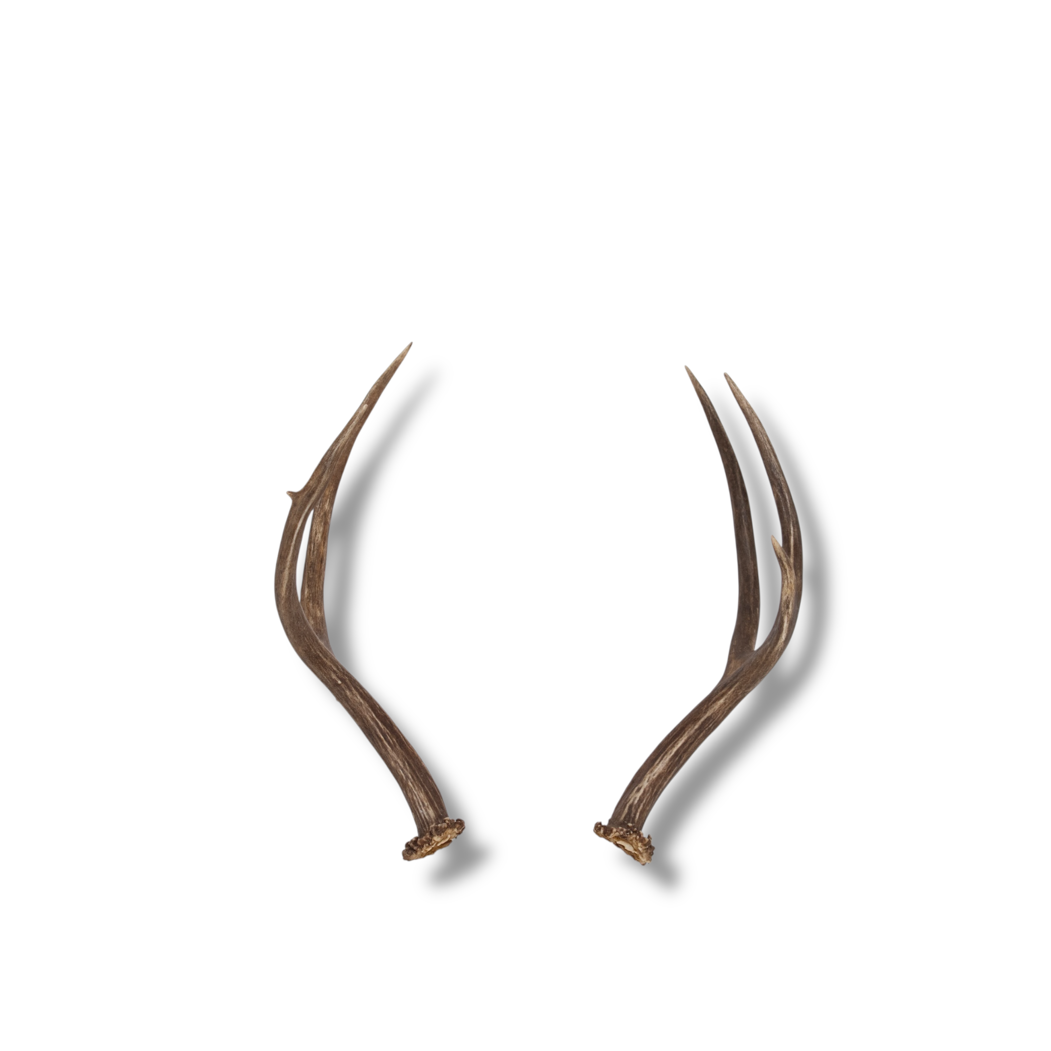 Mule Deer Mini | Made to Order | 16