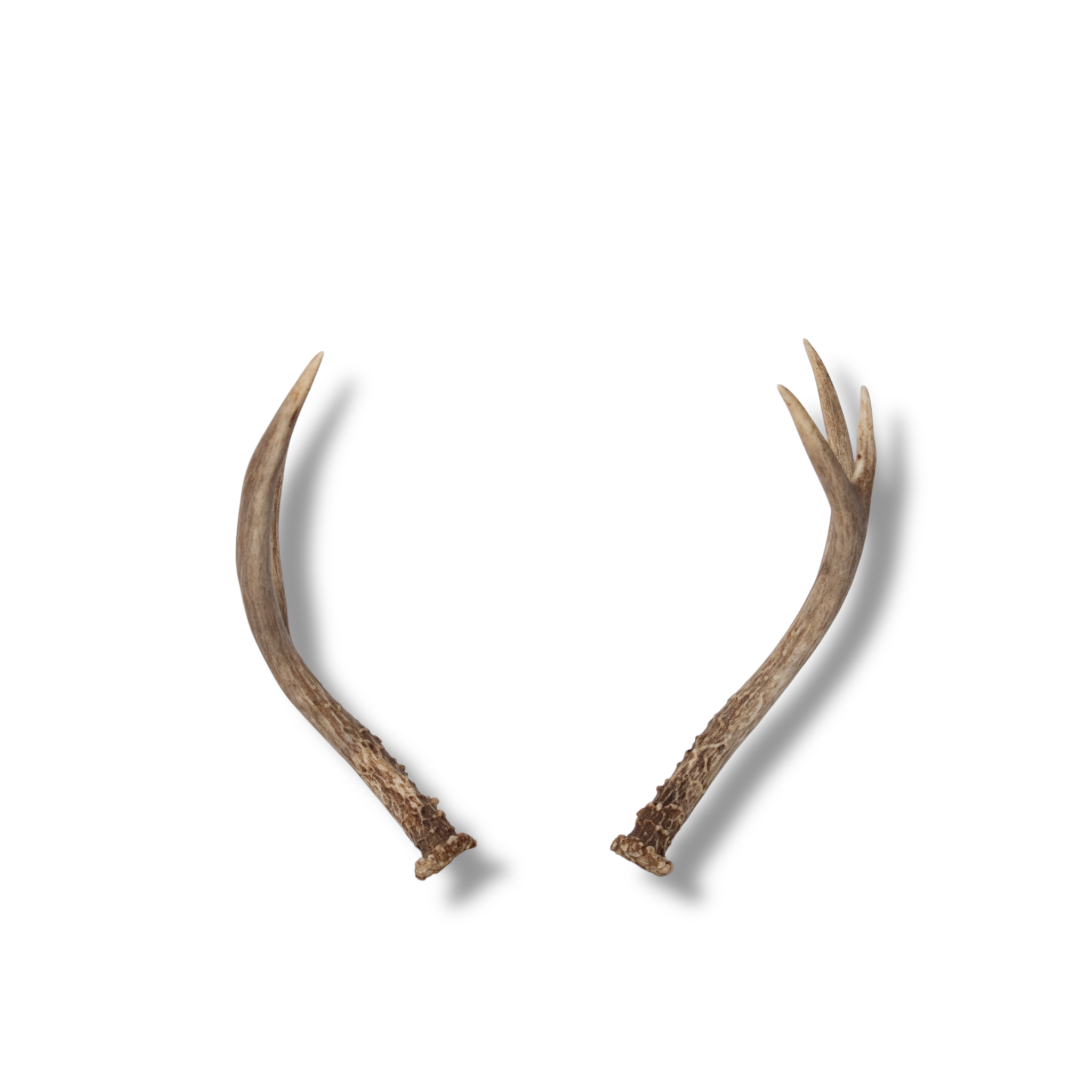 Mule Deer Mini | Made to Order | 17