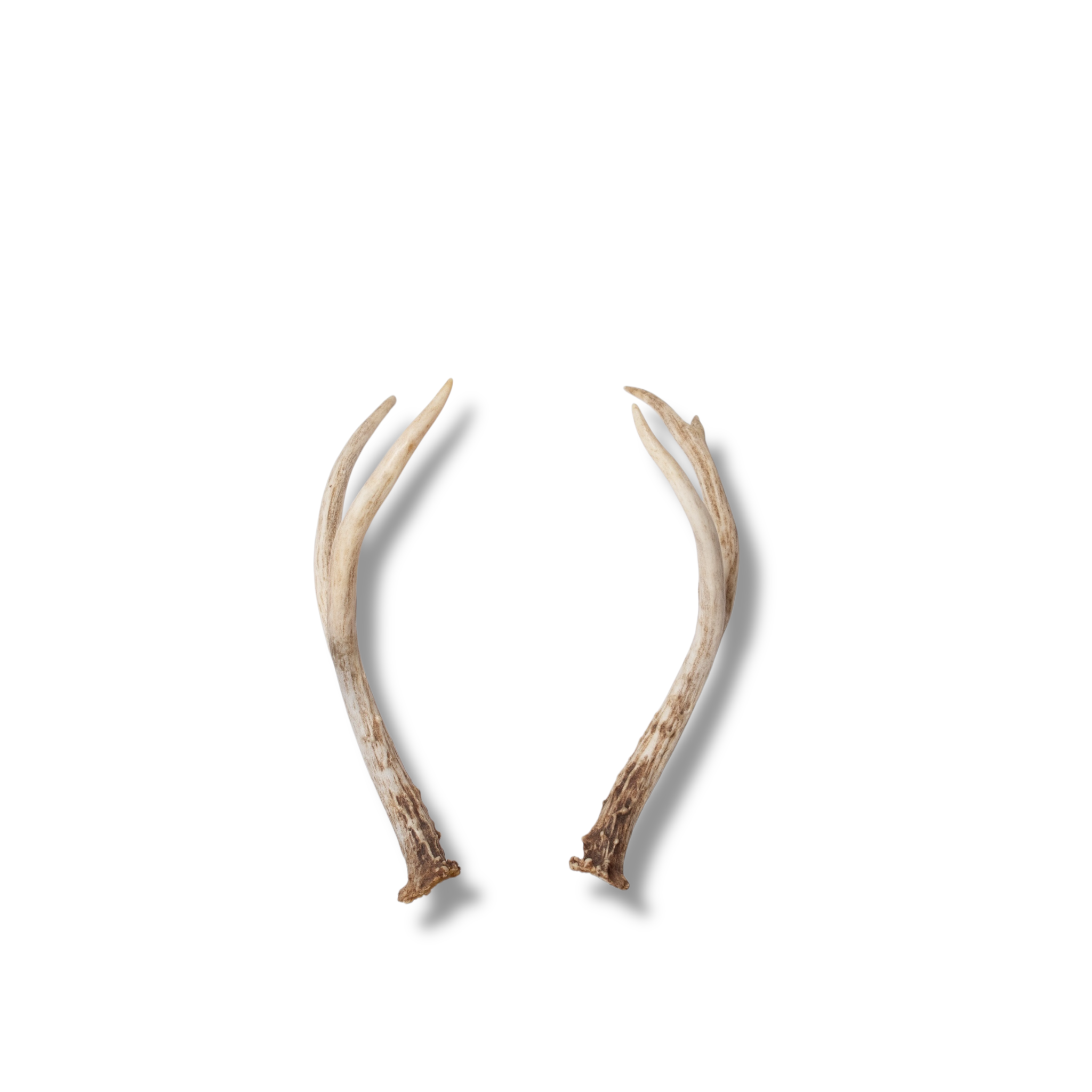 Mule Deer Mini | Made to Order | 18