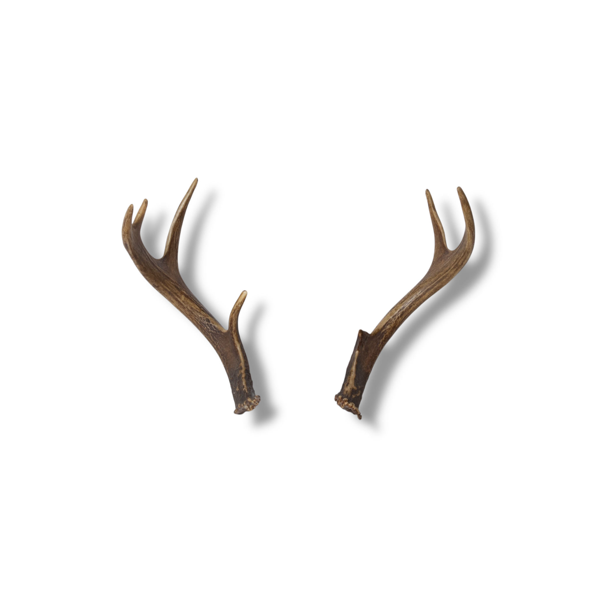 Whitetail Deer Mini | Made-to-Order | 19