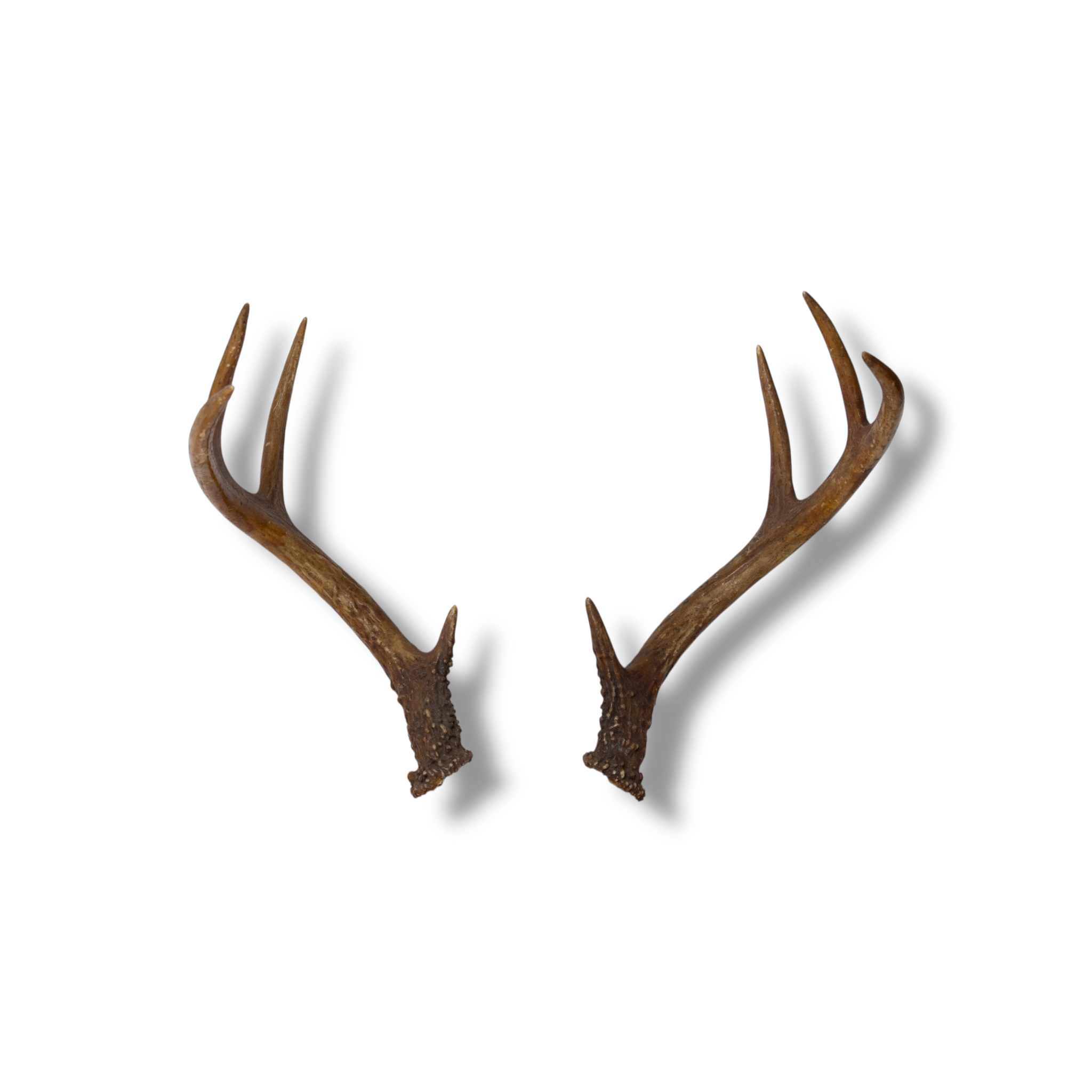 Whitetail Deer Small | Made-to-Order | 20
