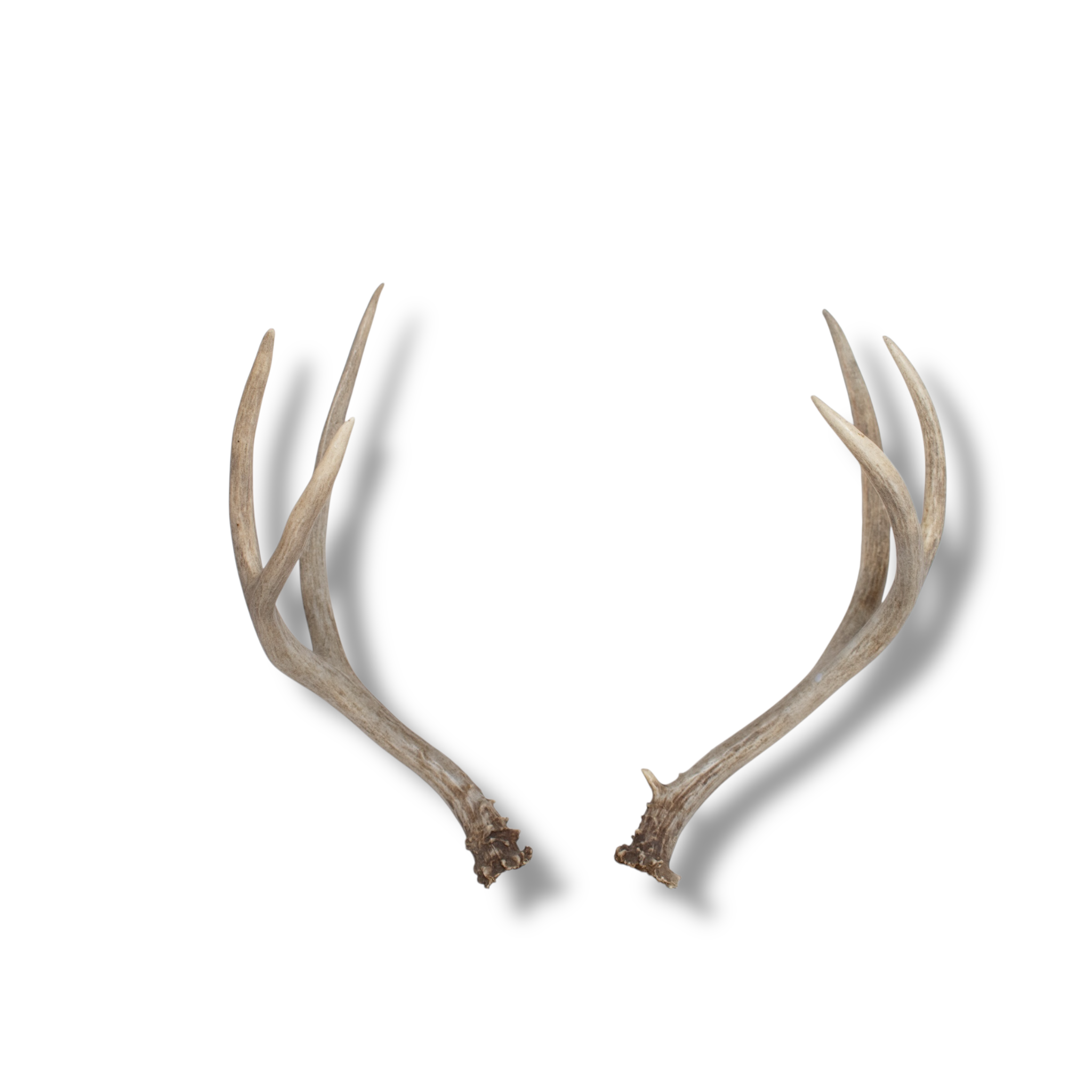 Mule Deer Medium | Made-to-Order | 22