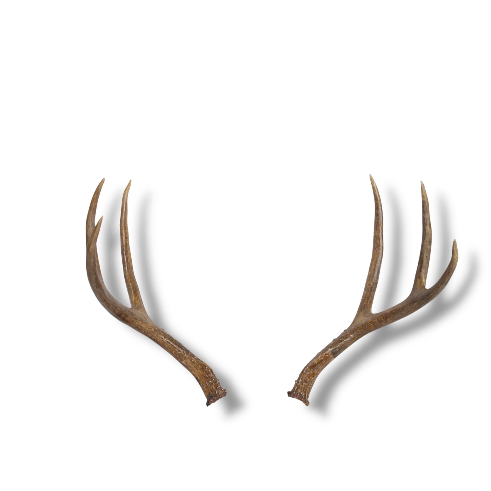 Whitetail Deer Small | Made-to-Order | 23