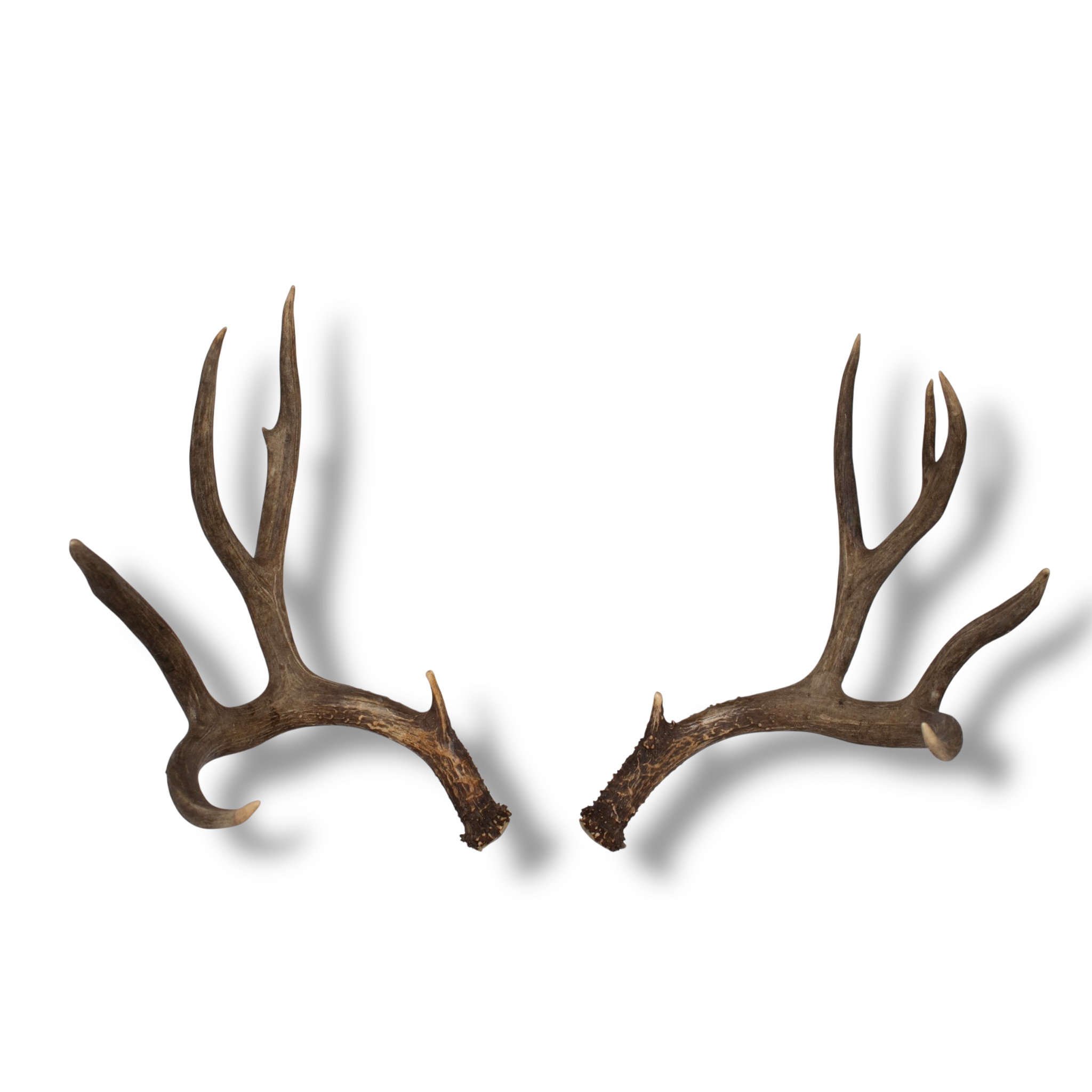 Mule Deer Large | Made-to-Order | 29