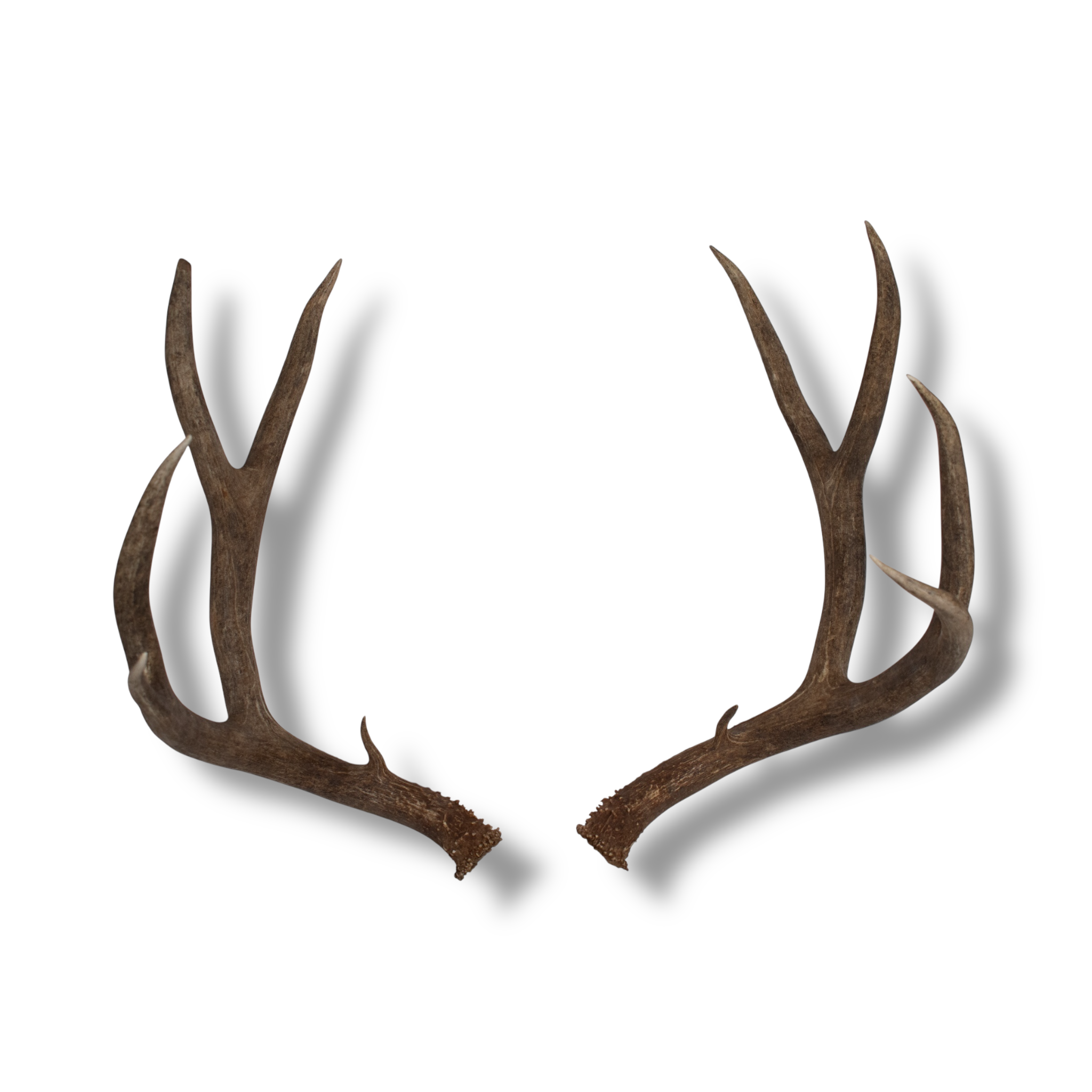 Mule Deer Extra-Large | Made-to-Order | 30