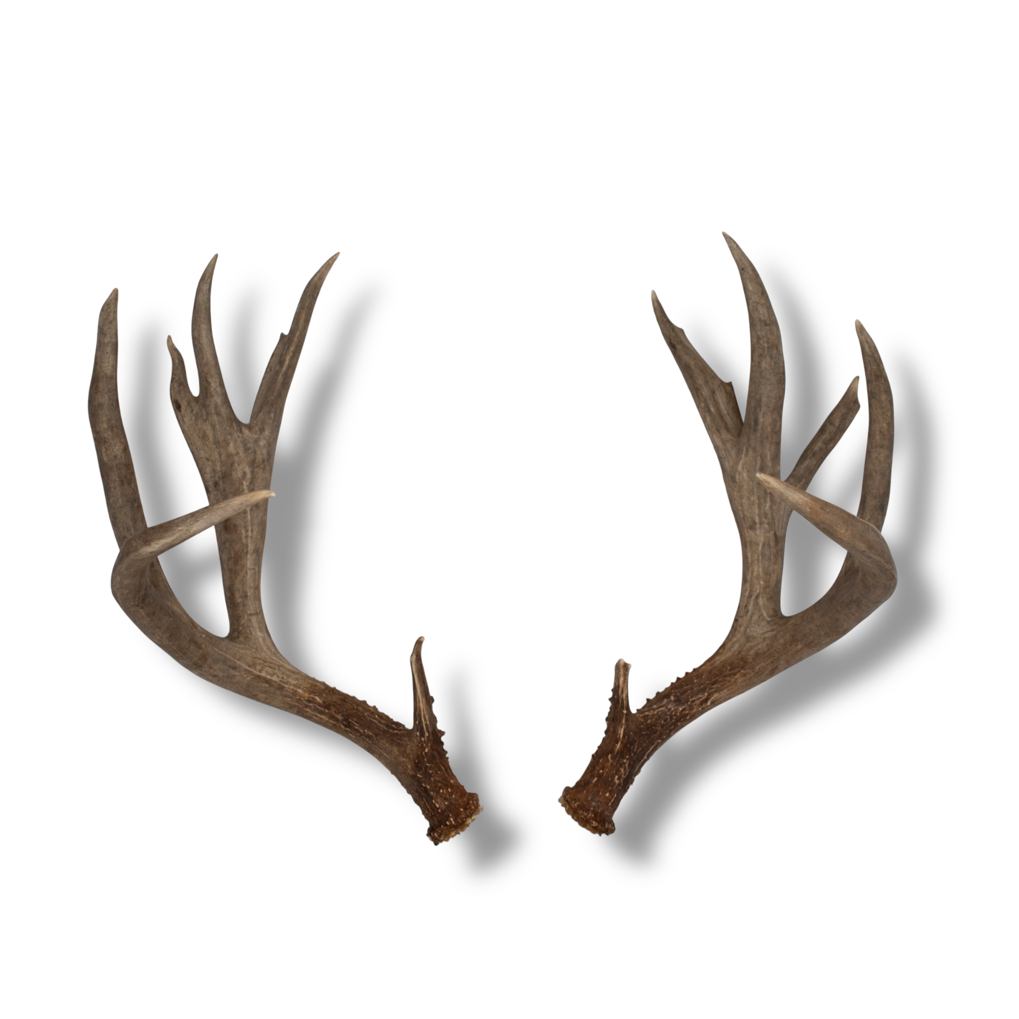 Mule Deer Extra-Large | Made-to-Order | 33