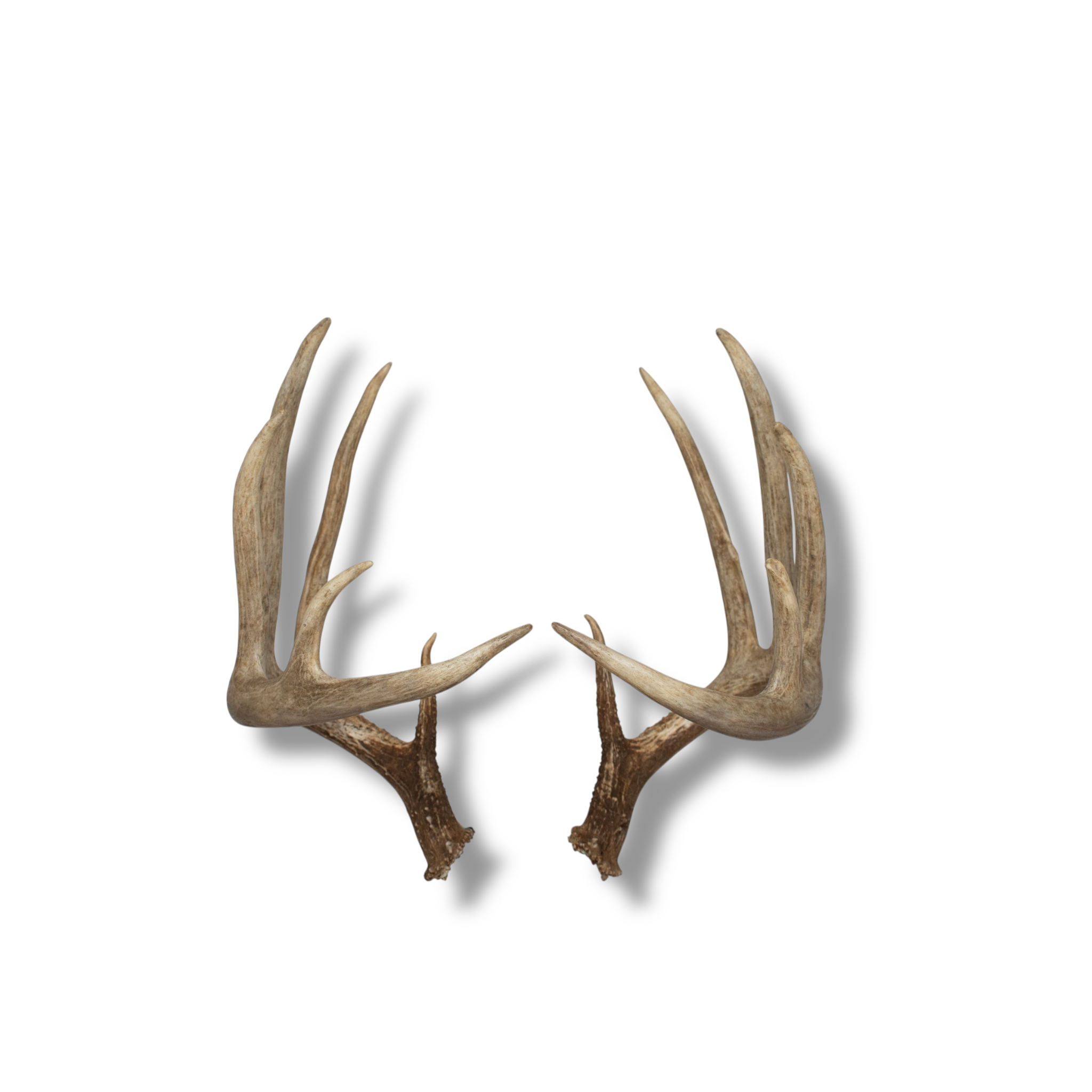 Whitetail Deer Large | Made-to-Order | 41