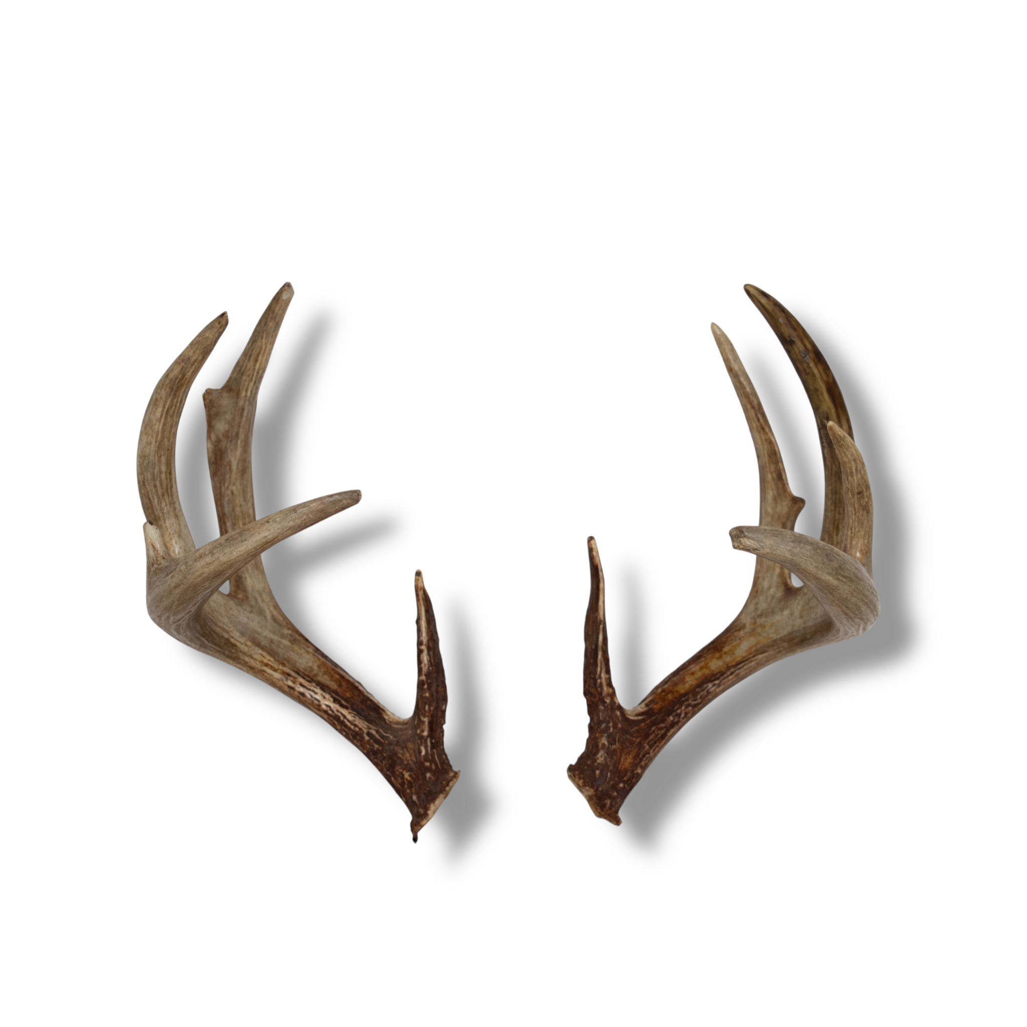 Whitetail Deer Large | Made-to-Order | 24