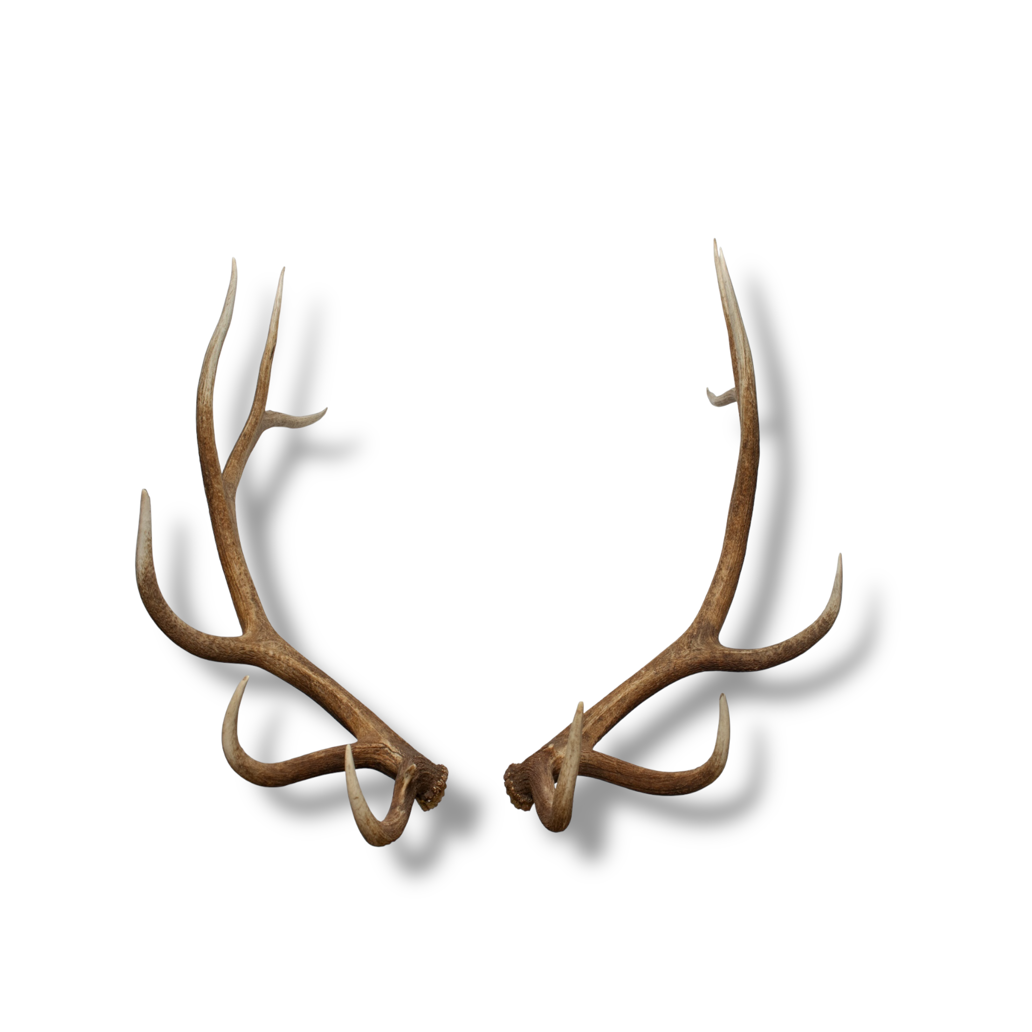 Elk Large | Made-to-Order | 39