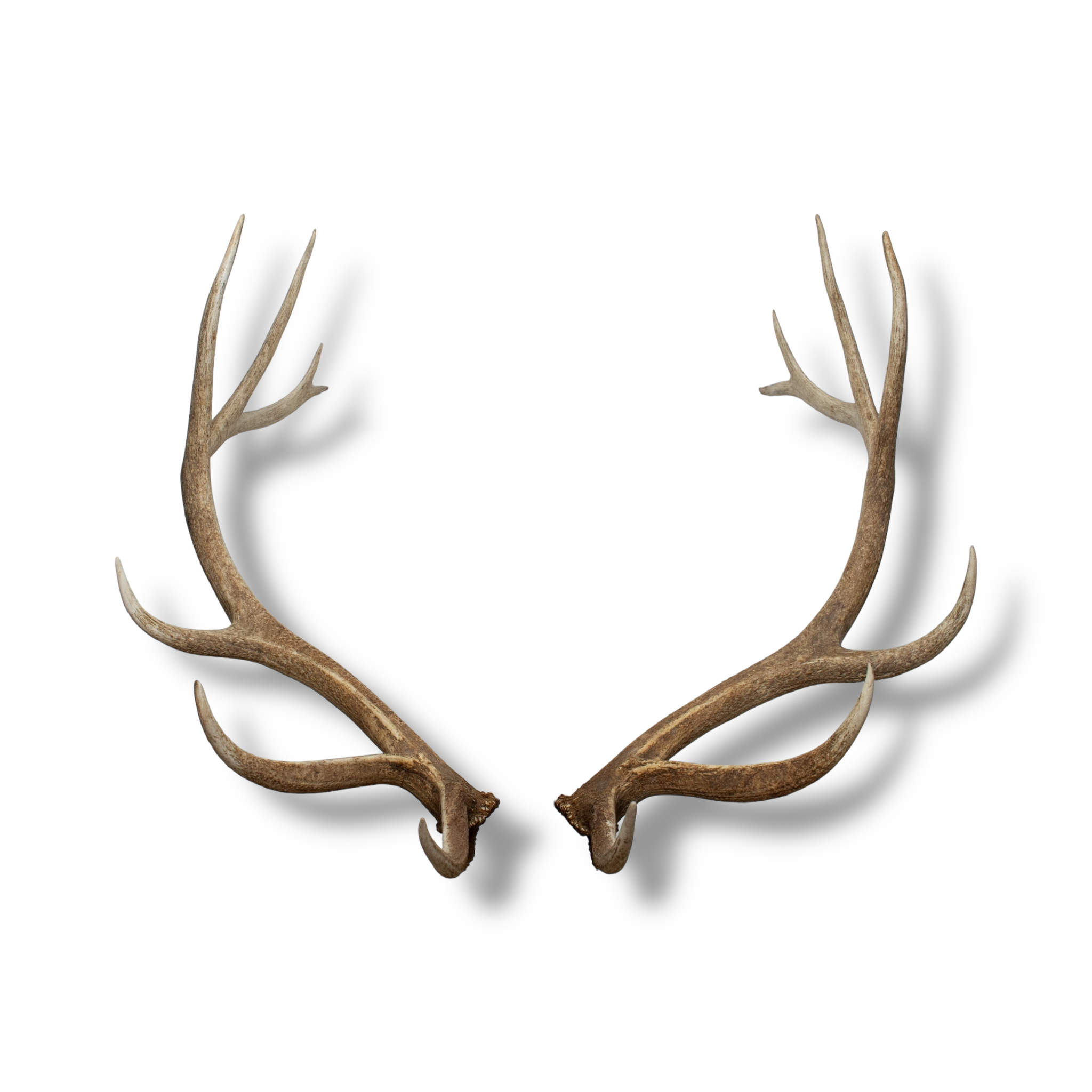 SOLD OUT | Elk Extra-Large | Made-to-Order | 38