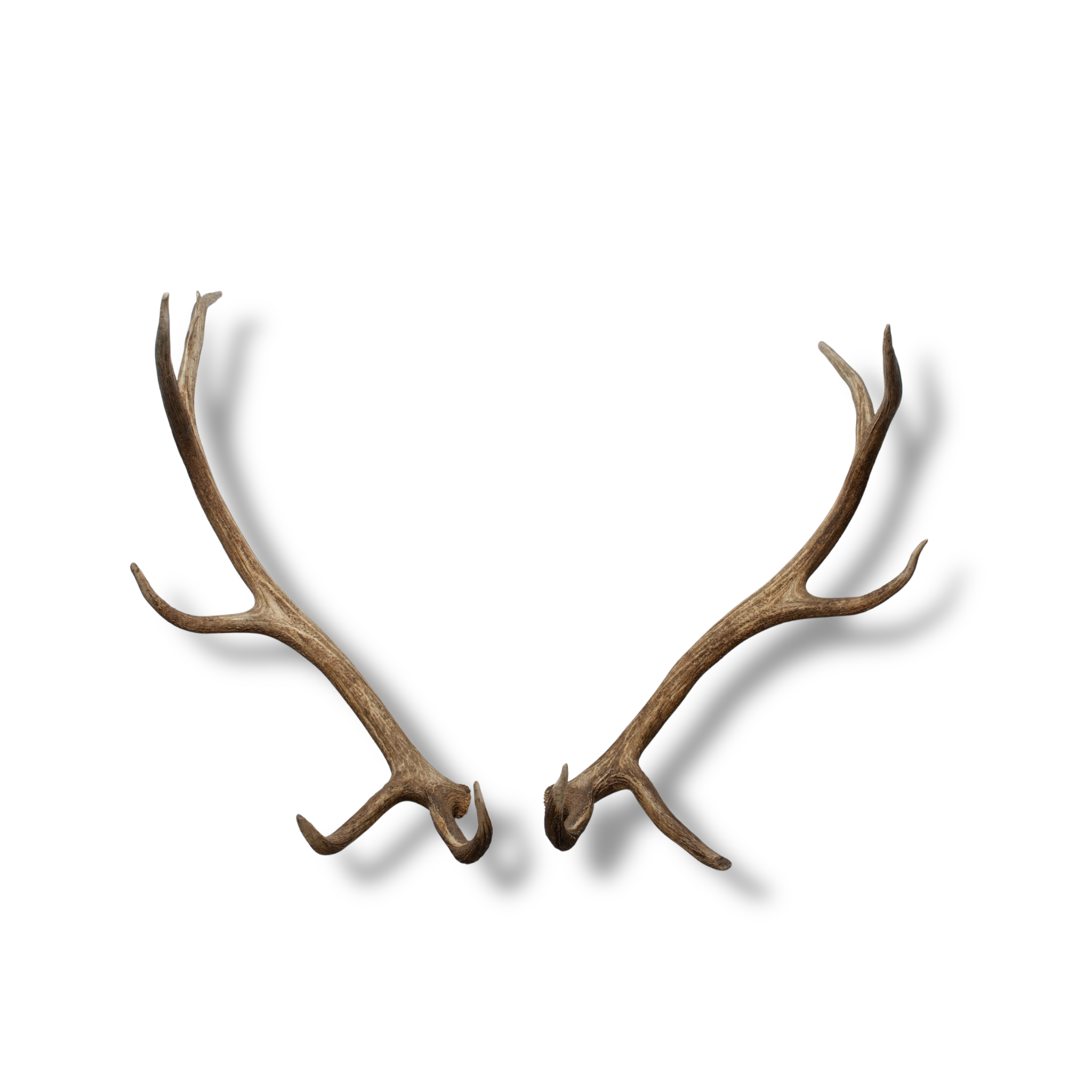 Elk Extra-Large | Made-to-Order | 36