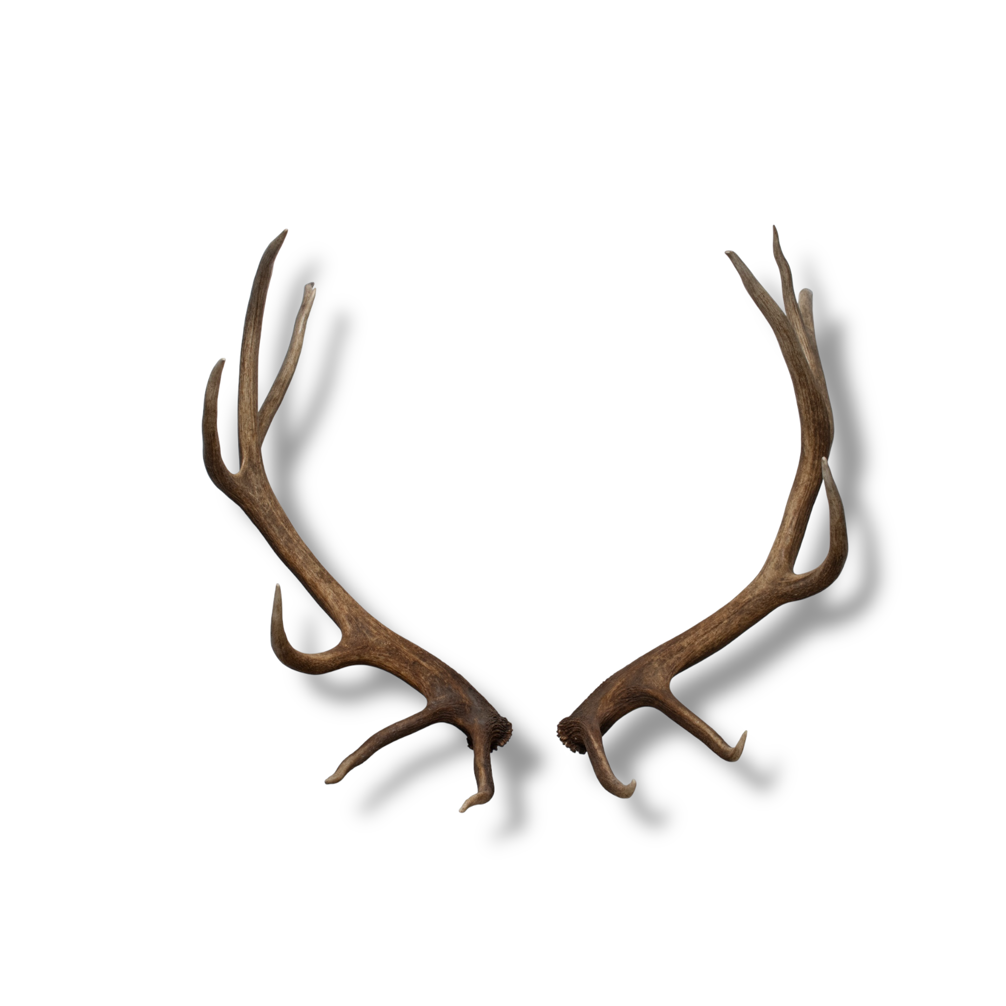 Elk Large | Made-to-Order | 40