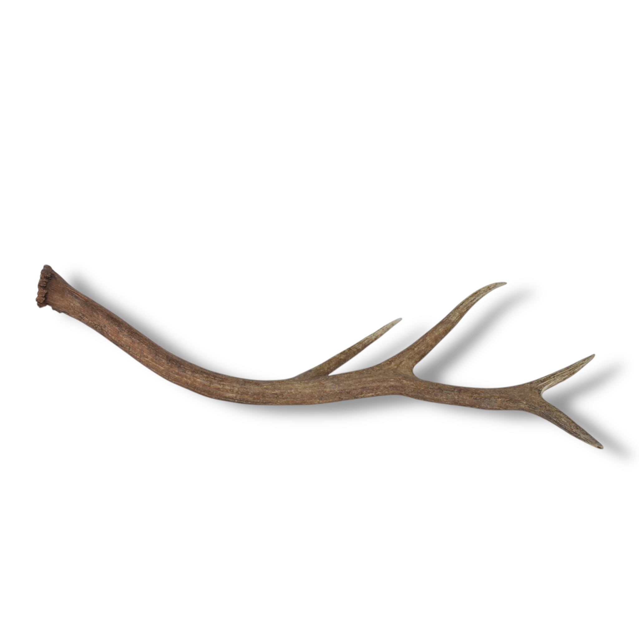 Elk Antler | Large Size | 105