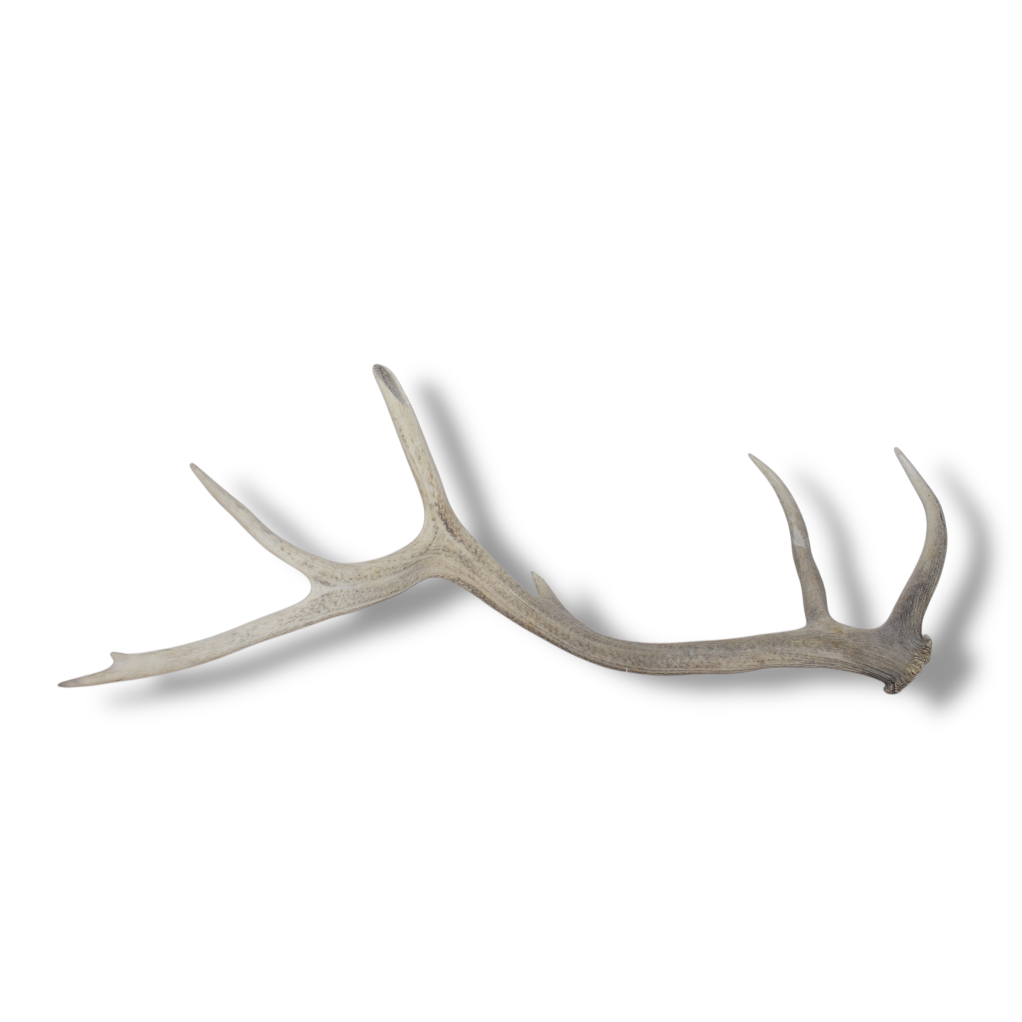 Elk Antler | Extra-Large Size | 115