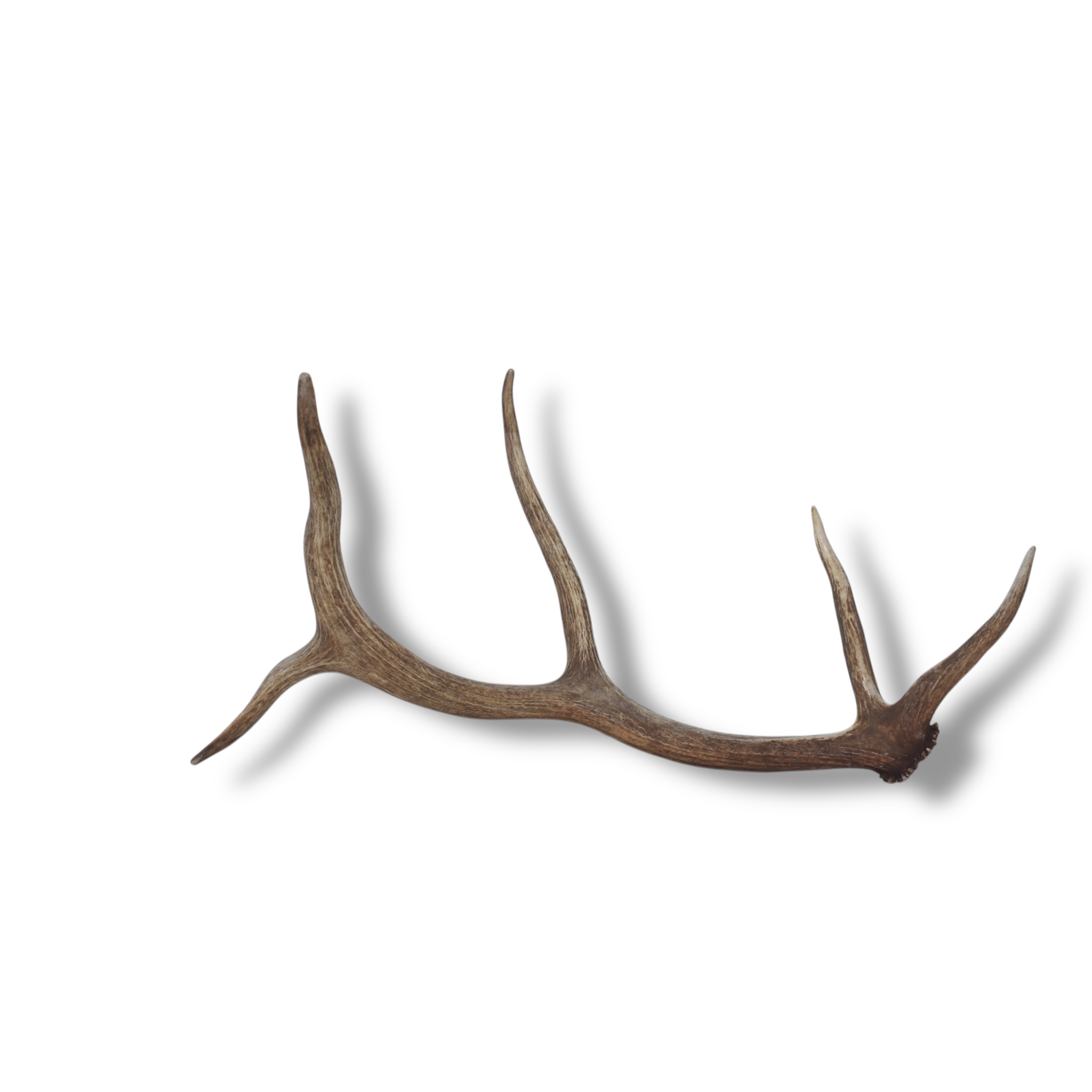 Elk Antler | Small Size | 109
