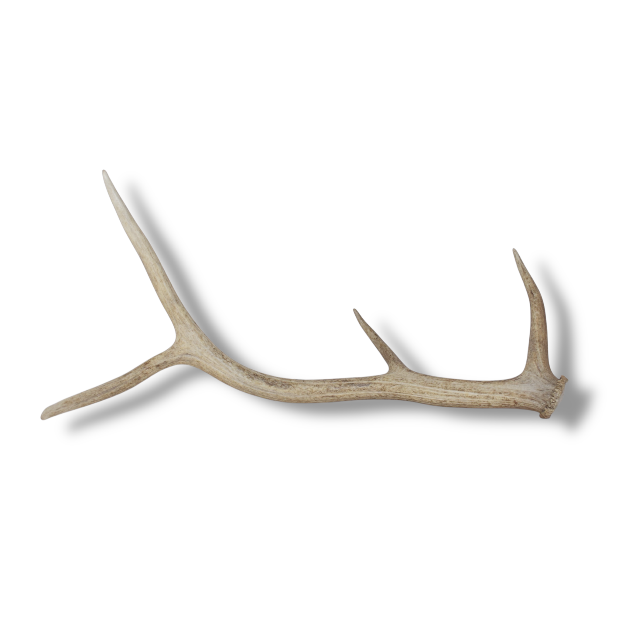 Elk Antler | Medium Size | 107