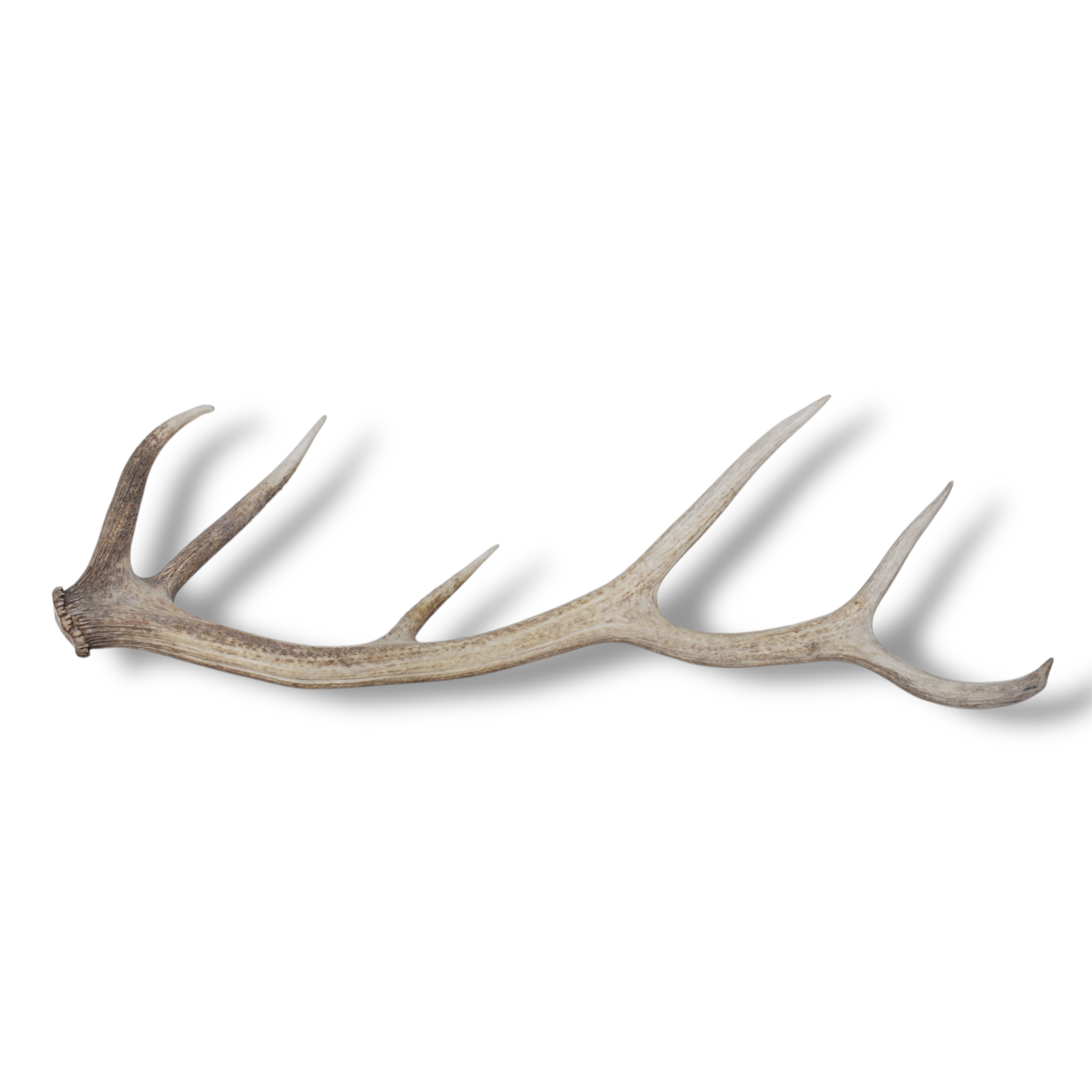 Elk Antler | Medium Size | 103