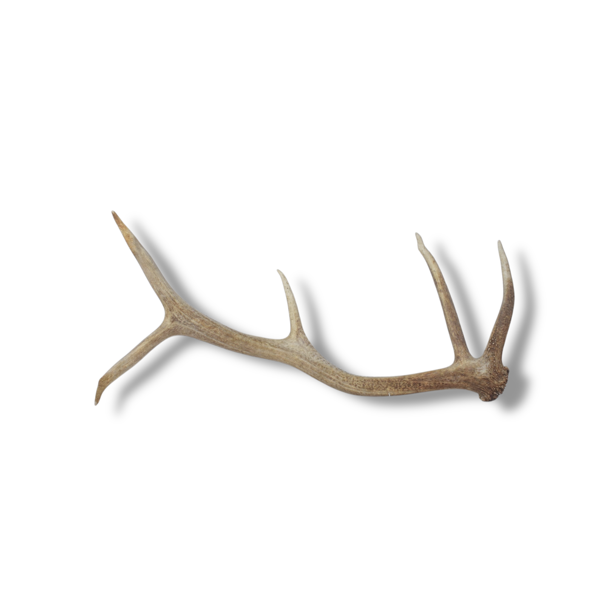 Elk Antler | Small Size | 114