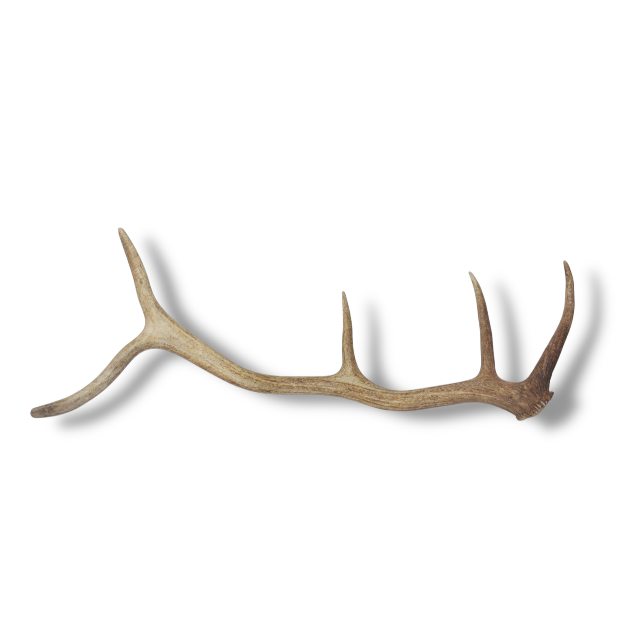 Elk Antler | Medium Size | 102