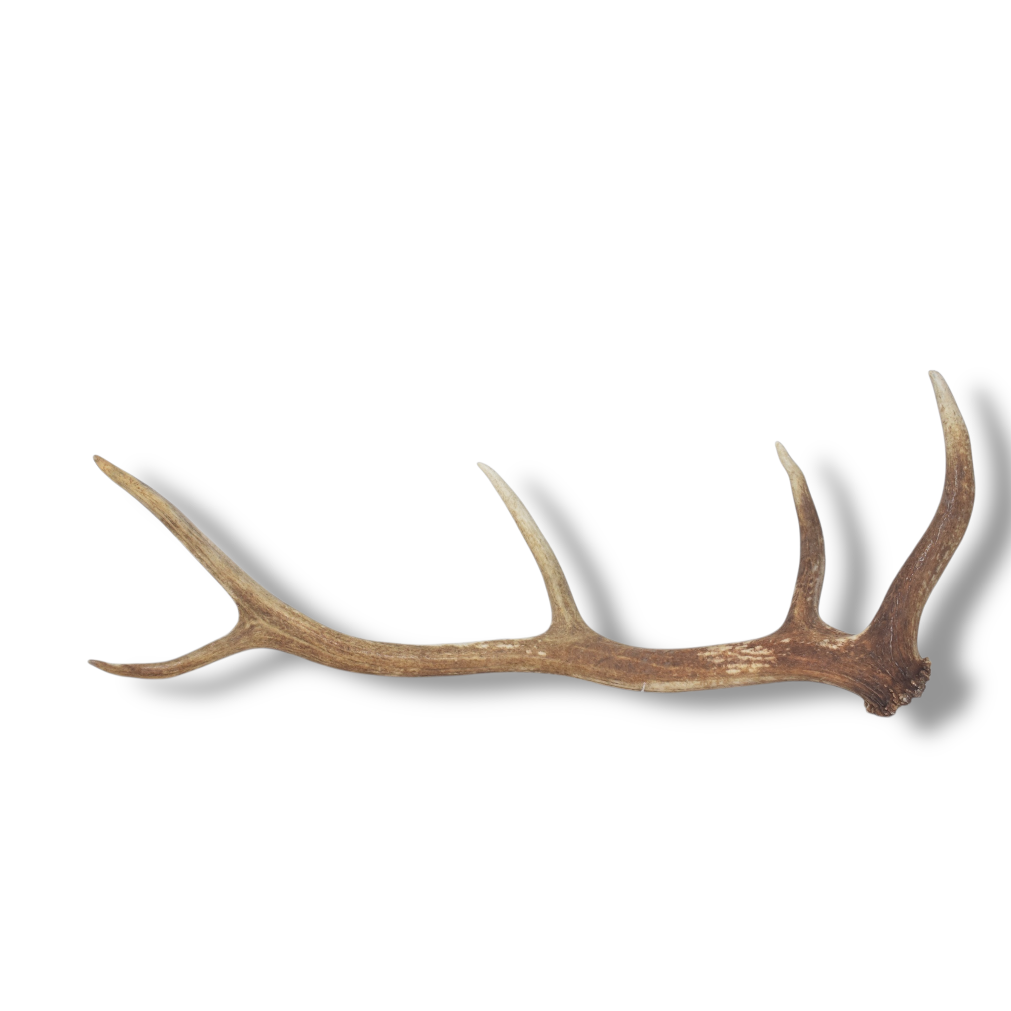 Elk Antler | Medium Size | 118