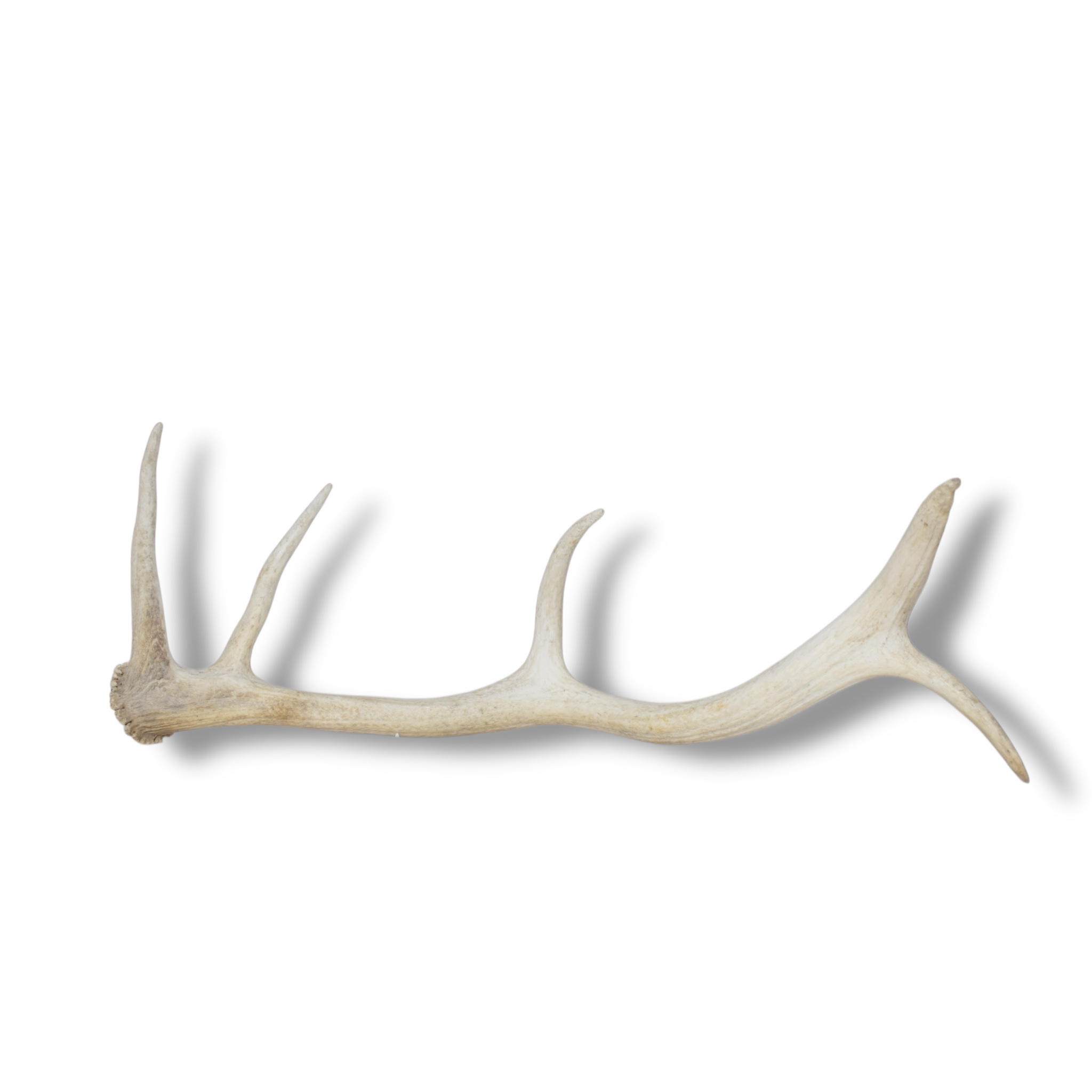 Elk Antler | Medium Size | 113