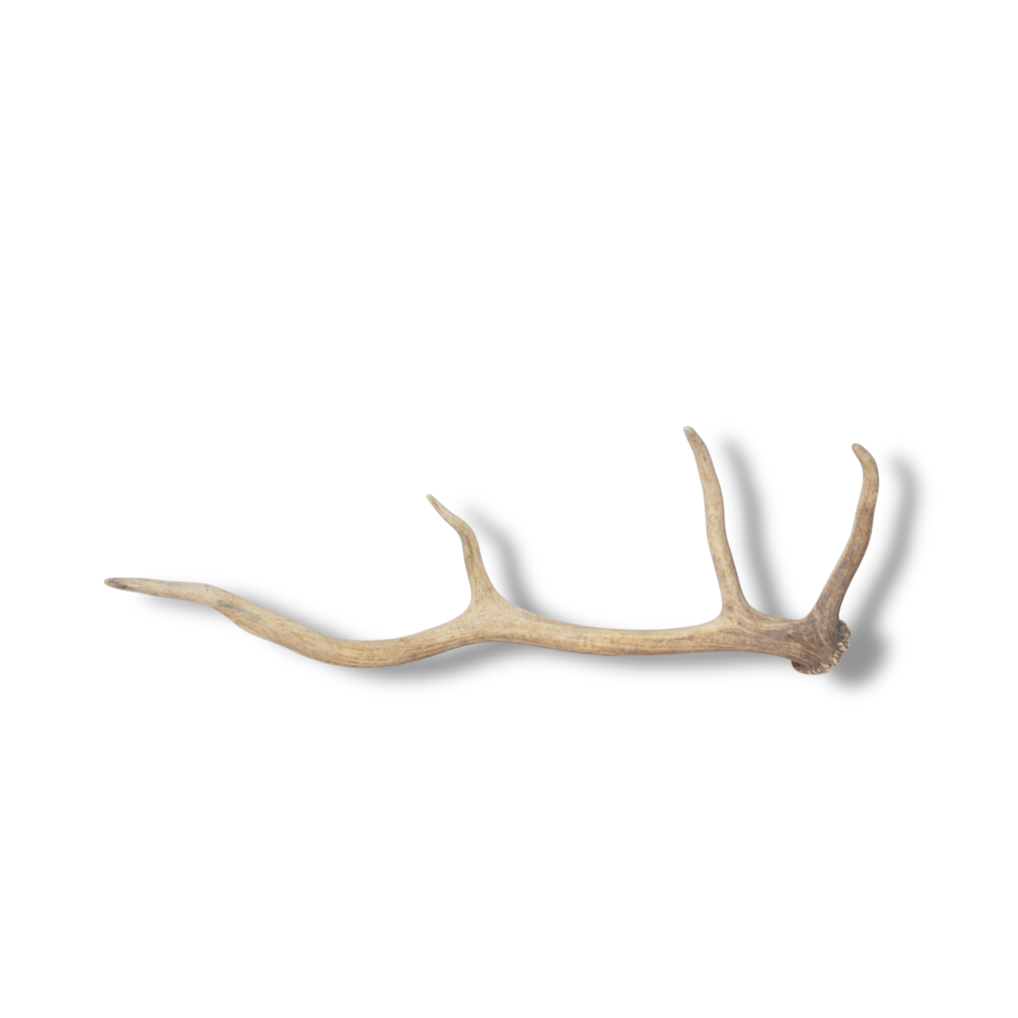 Elk Antler | Small Size | 120