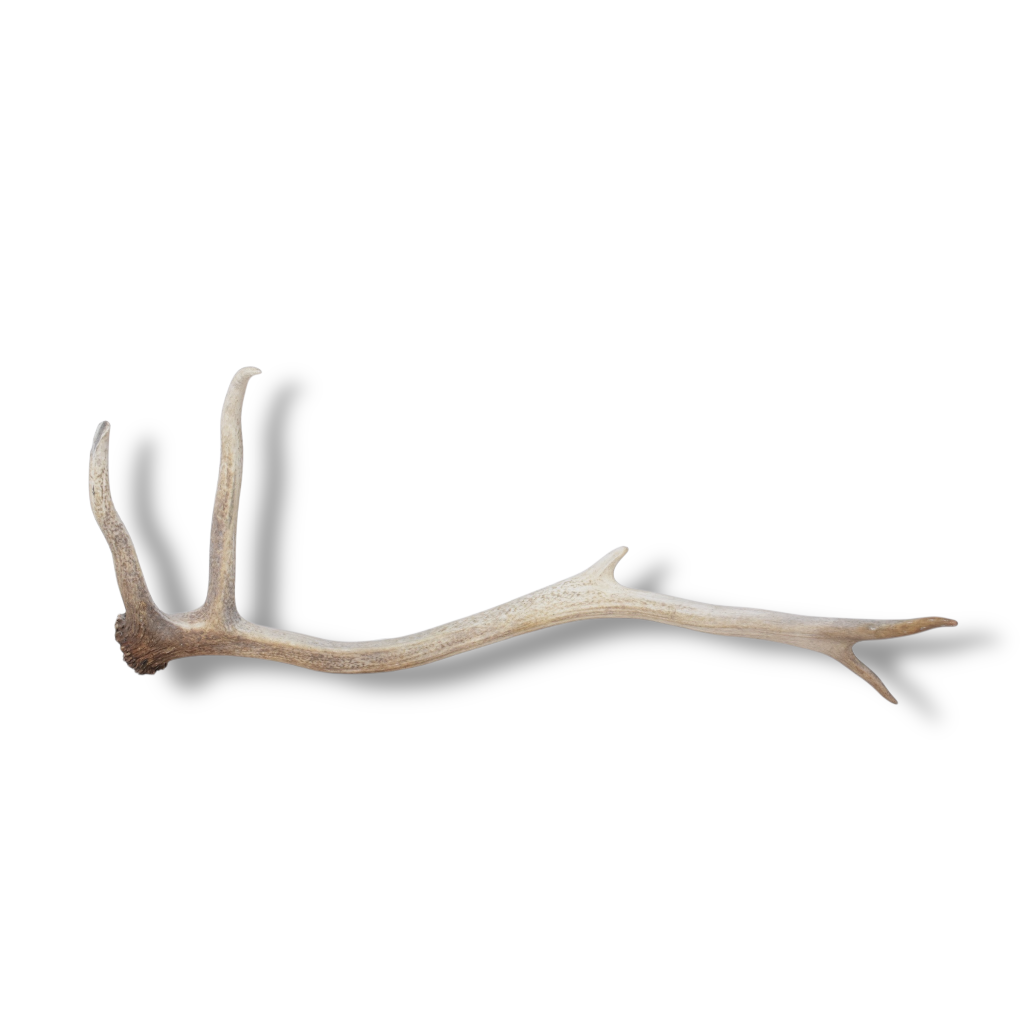 Elk Antler | Medium Size | 110