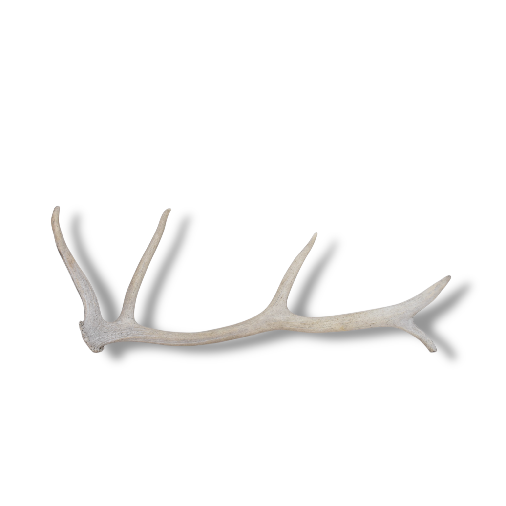SOLD OUT | Elk Antler | Small Size | 89