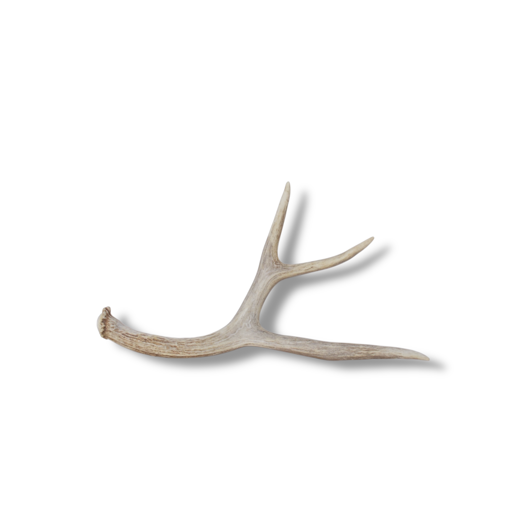 Mule Deer Antler | Medium Size | 64