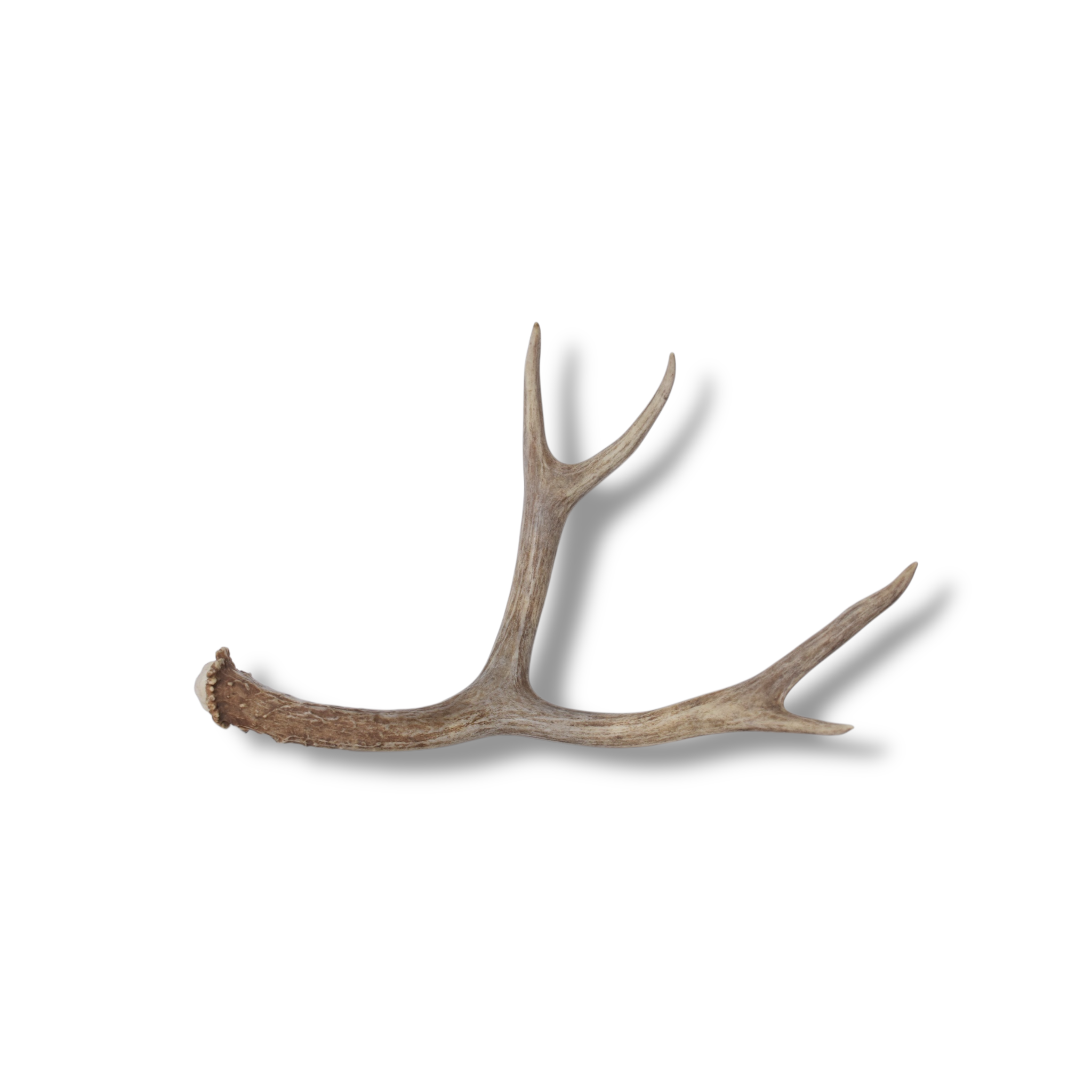 Mule Deer Antler | Medium Size | 57