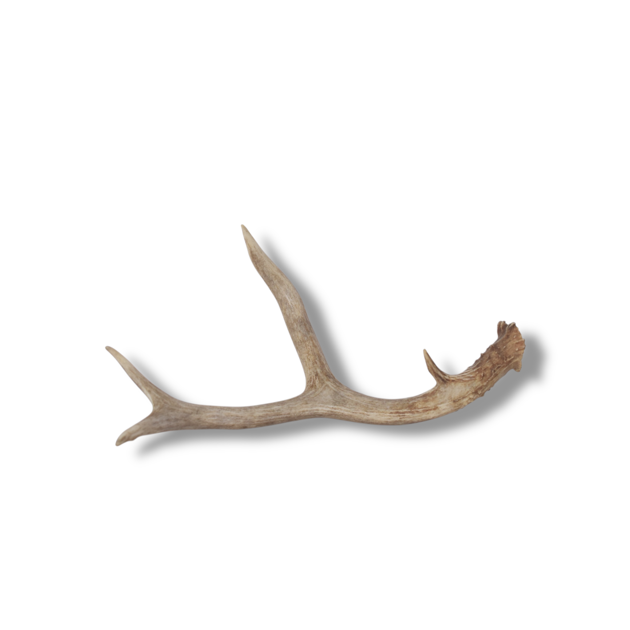 Mule Deer Antler | Small Size | 56