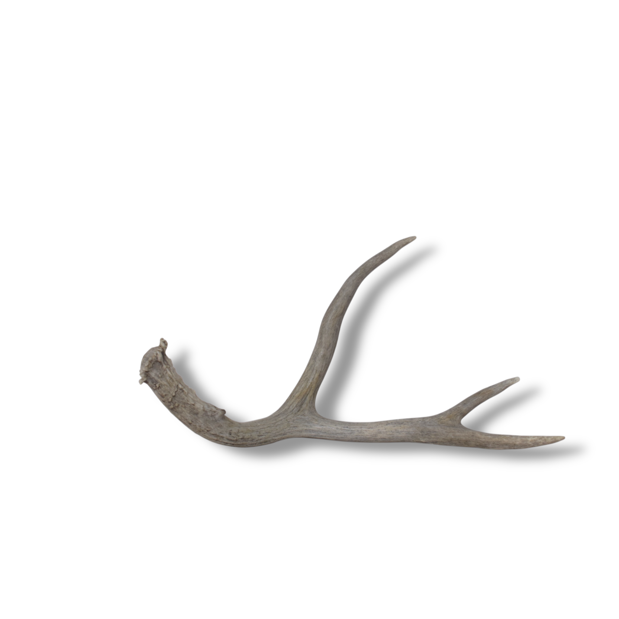 Mule Deer Antler | Medium Size | 59